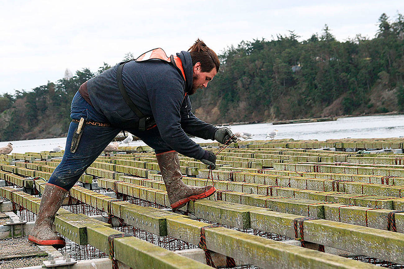 Mussel farm forced to end Quilcene operation
