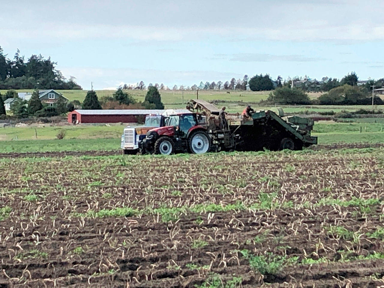 Photo provided by Steve Hilborn                                Island Potato grows potatoes in Central Whidbey.