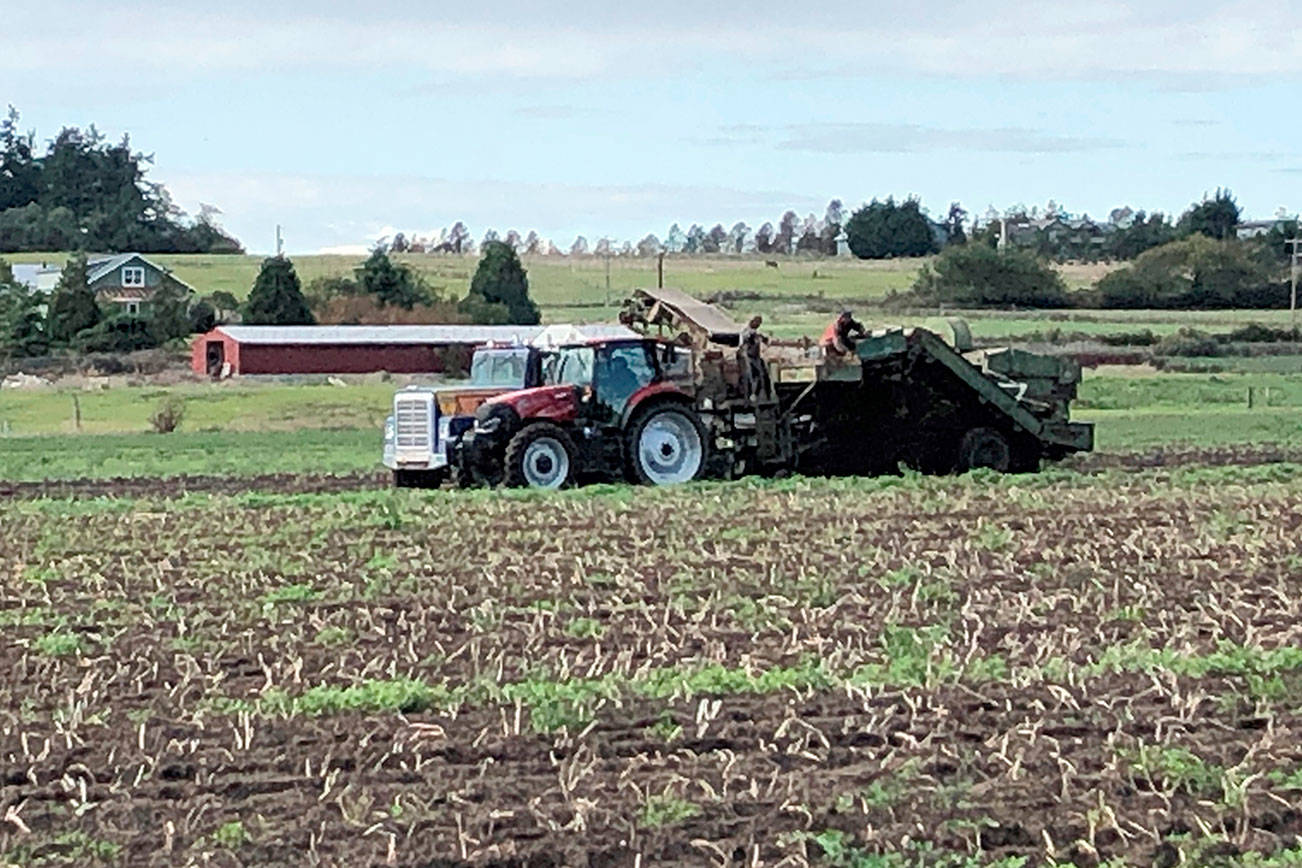 Ebey’s farm leases awarded to organic potato growers Whidbey NewsTimes