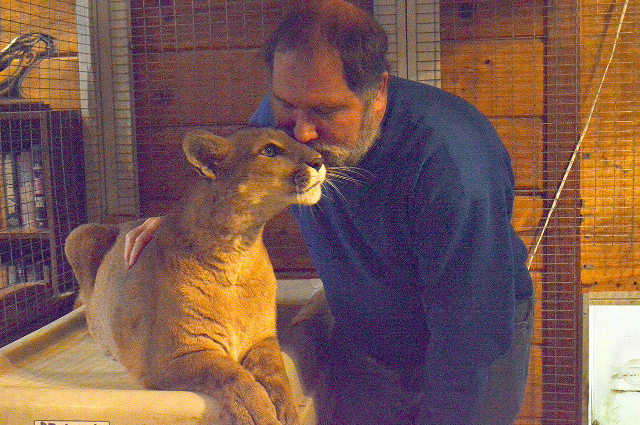 File photo                                In 2018, Greenbank resident John Lussmyer cuddles with his 13-year-old pet cougar, Talina. The cat has since passed away from old age.