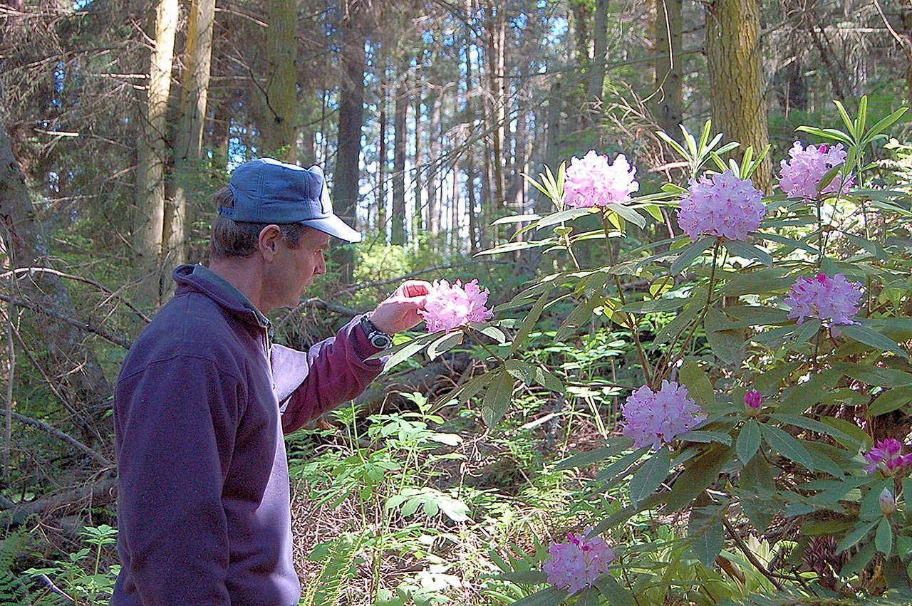 Photo provided                                John Keller, Stewardship Forester with Washington Department of Natural Resources, examines a rhododendron bush in what will soon be the Price Sculpture Forest.