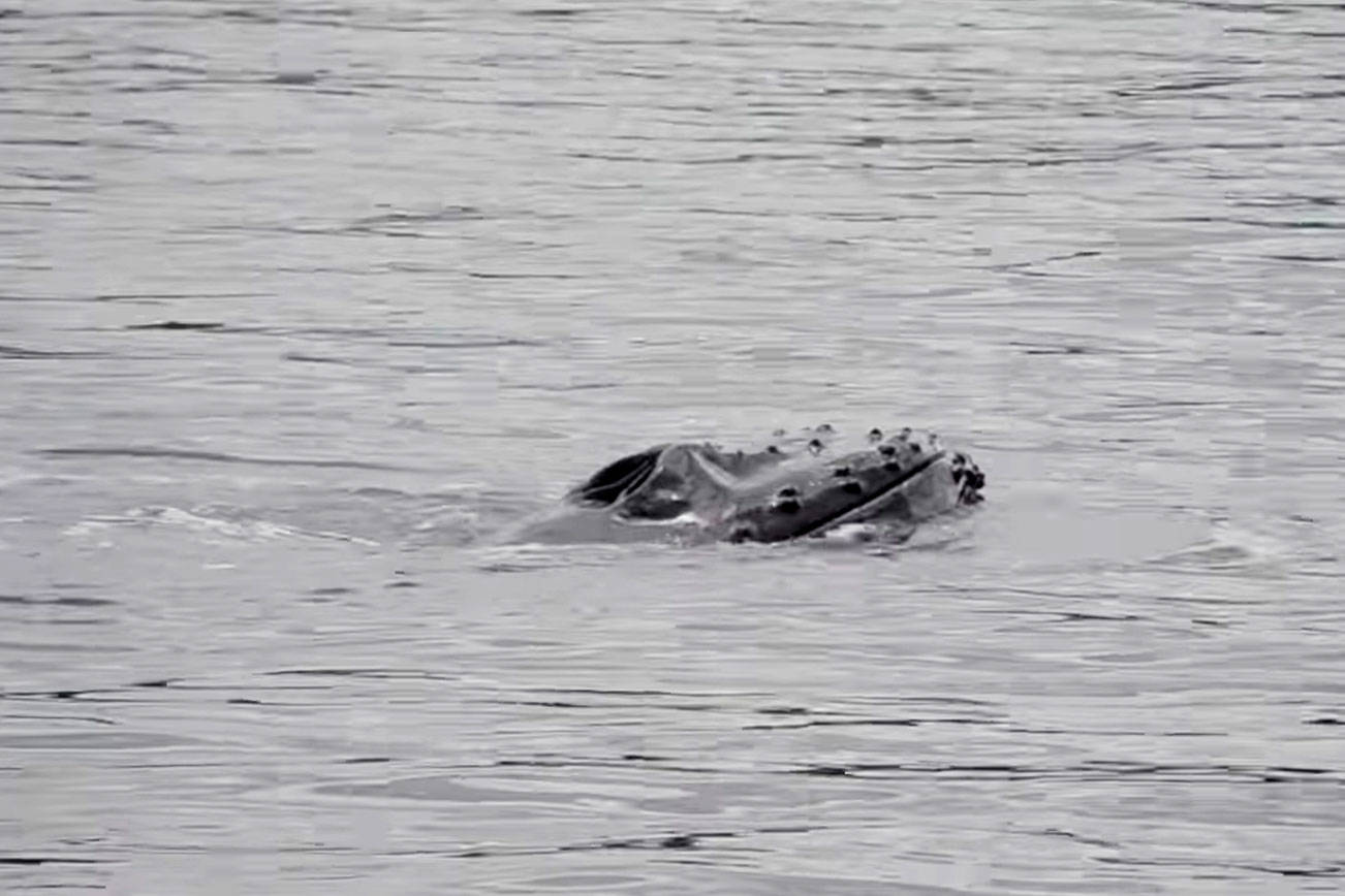 Ferry reportedly hits, possibly kills humpback near Mukilteo