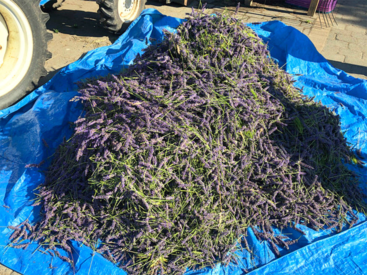 Rockin’ a Hard Place | Sarah Richards: growing lavender and setting down roots