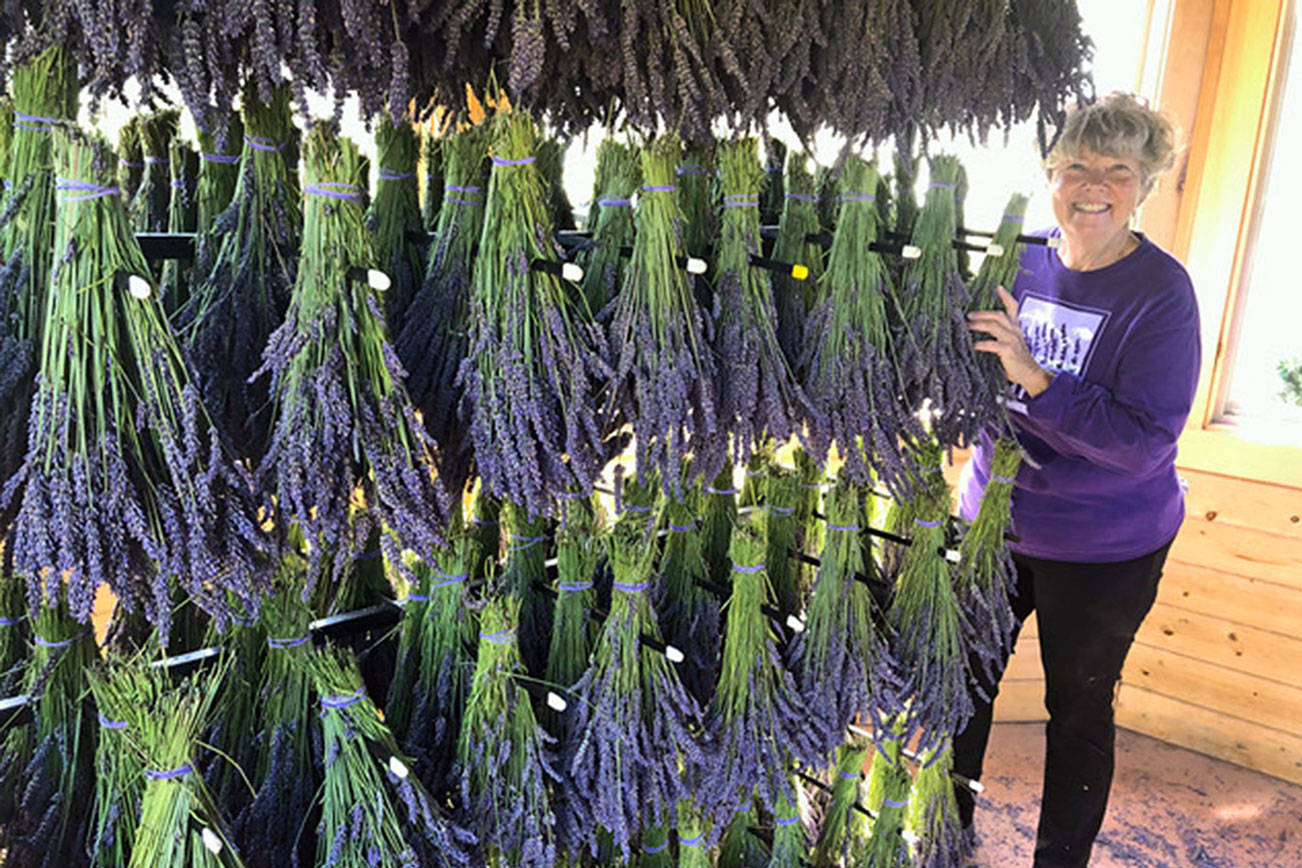 Rockin’ a Hard Place | Sarah Richards: growing lavender and setting down roots