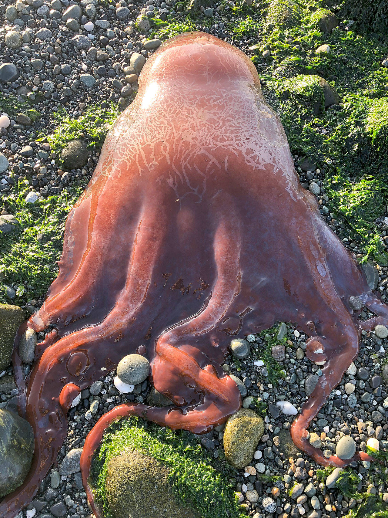 Scientists from across the United States have been sucked in to the challenge to identify this kraken-like creature found at Ebey’s Landing. The consensus is that it is a seven-armed octopus. Photo by Ron Newberry.