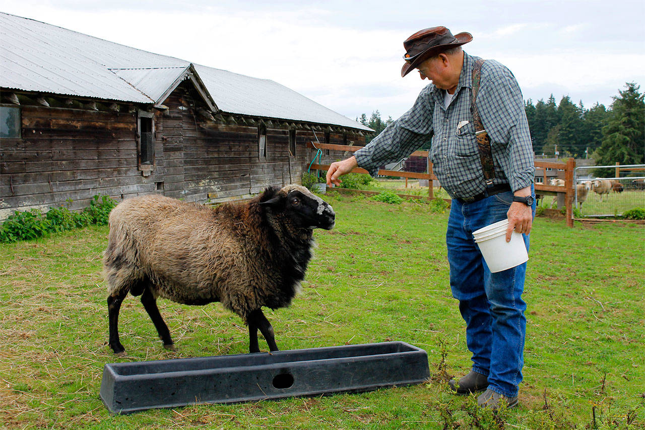 Langley celebrity Romeo has been told by his doctor he needs to cut the snacking. Vance Tillman, right, manages the ram’s care and is asking for people who bring offerings of food to place them in a bucket outside of Romeo’s fence instead of inside the enclosure. Photo by Kira Erickson/Whidbey News-Times