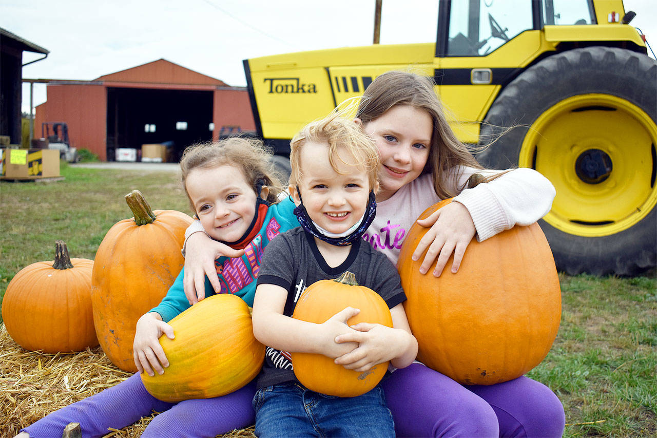 Siblings Alaura, Jesse and Kennedy Williams of Langley visited at Sherman’s Pioneer Farm in Coupeville, searching for the perfect pumpkins. Photo by Emily Gilbert/Whidbey News-Times