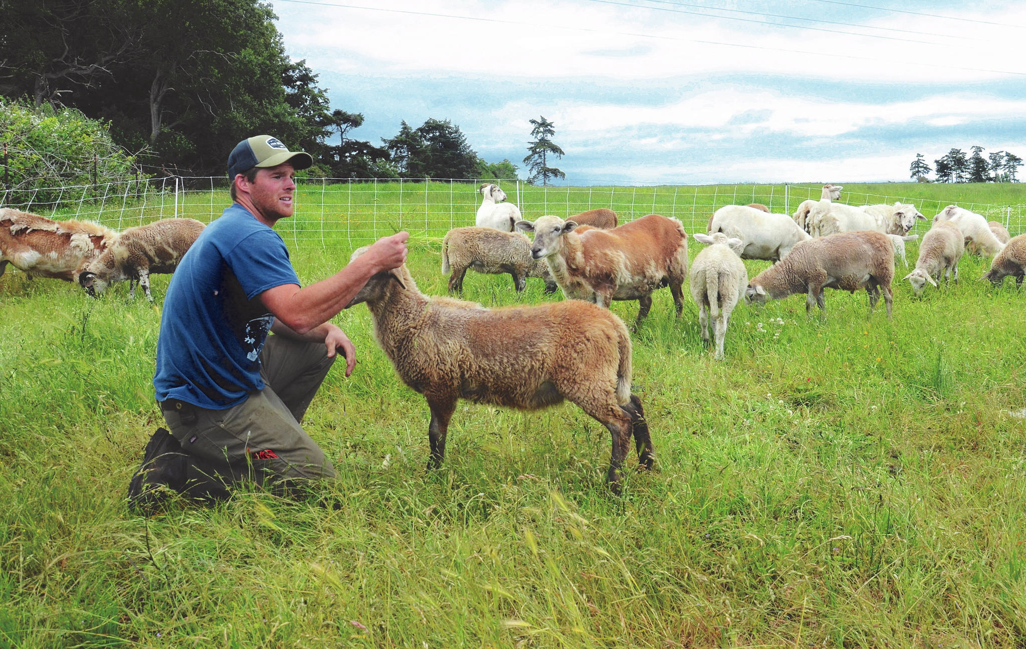 Cory Fakkema has brought the family farm near Oak Harbor into the modern age, using more ecologically sound practices that are considered better for the land and livestock. Photo by Ron Newberry