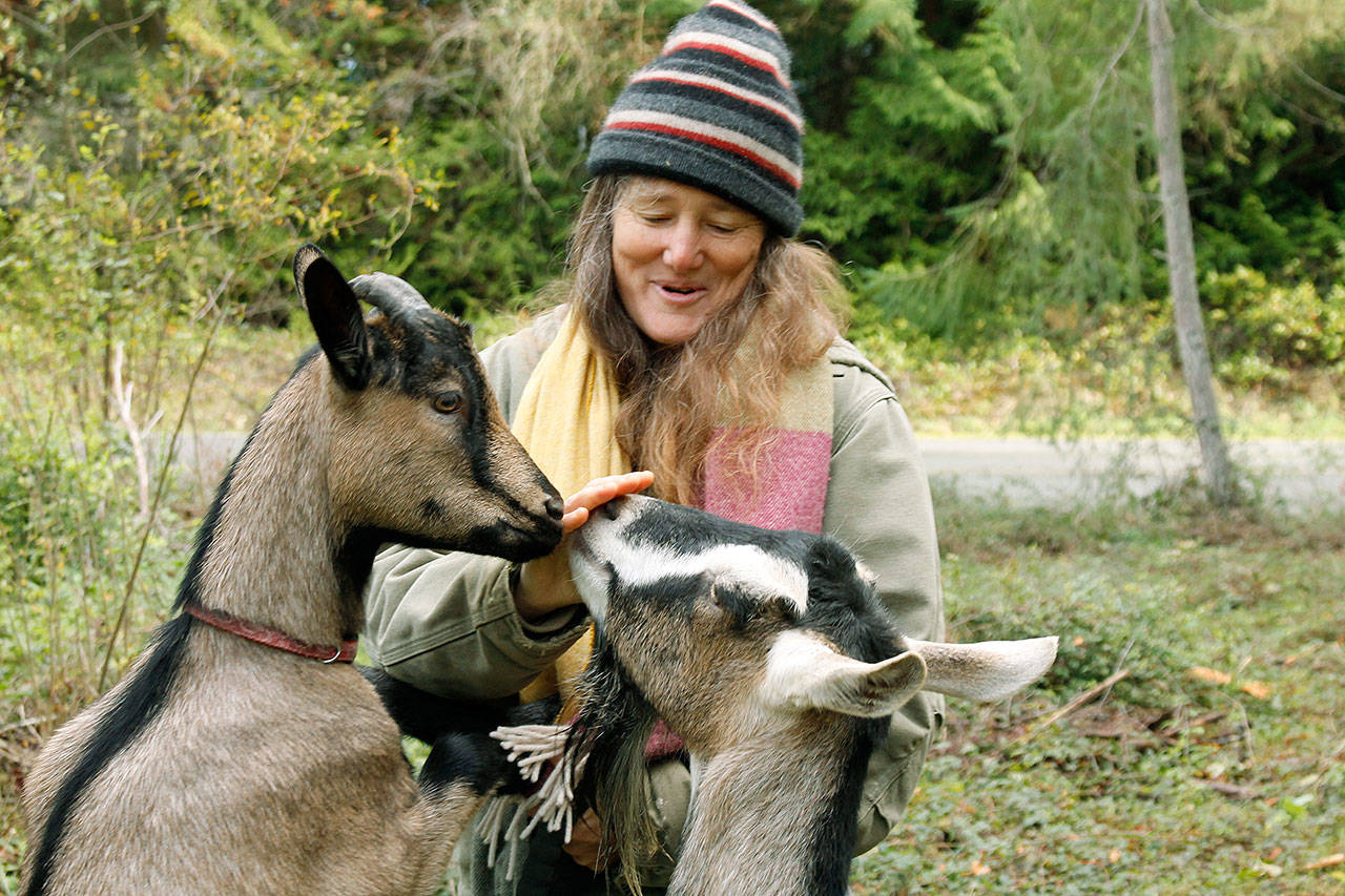 Sabine Wilms spent the beginning months of the pandemic taking care of two goats, Lady Yang Xiaomei and Marisol. She used Chinese medicine to help heal the goats. Photo by Kira Erickson/Whidbey News-Times.