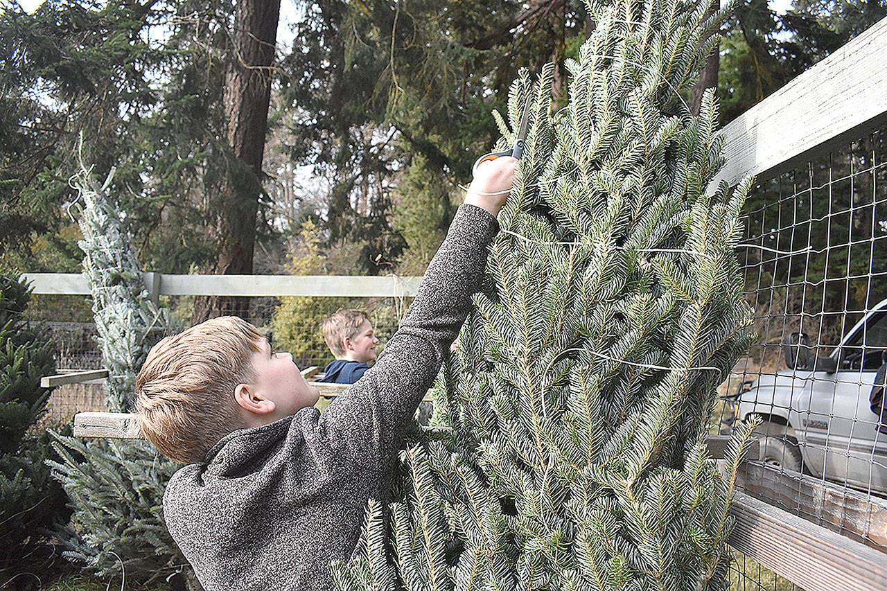Brothers Elliot and Ryle Olsen prepared some Christmas trees at A Knot in Thyme north of Oak Harbor for sale at their grandfather’s holly farm. Photo by Emily Gilbert/Whidbey News-Times