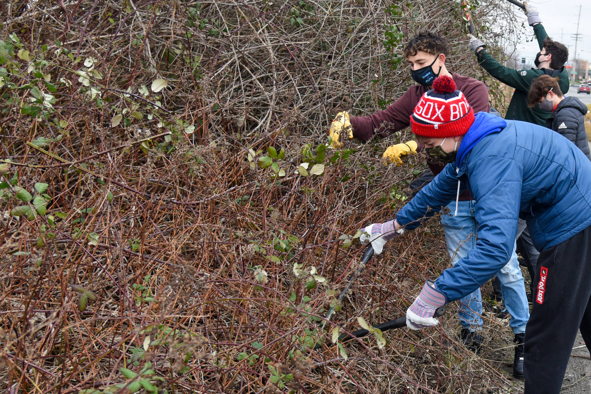 Members of the Oak Harbor High School DECA team, a business club supported by levy dollars, clear brush during a recent community clean up. A school levy is on the Feb. 9 ballot. Photo provided