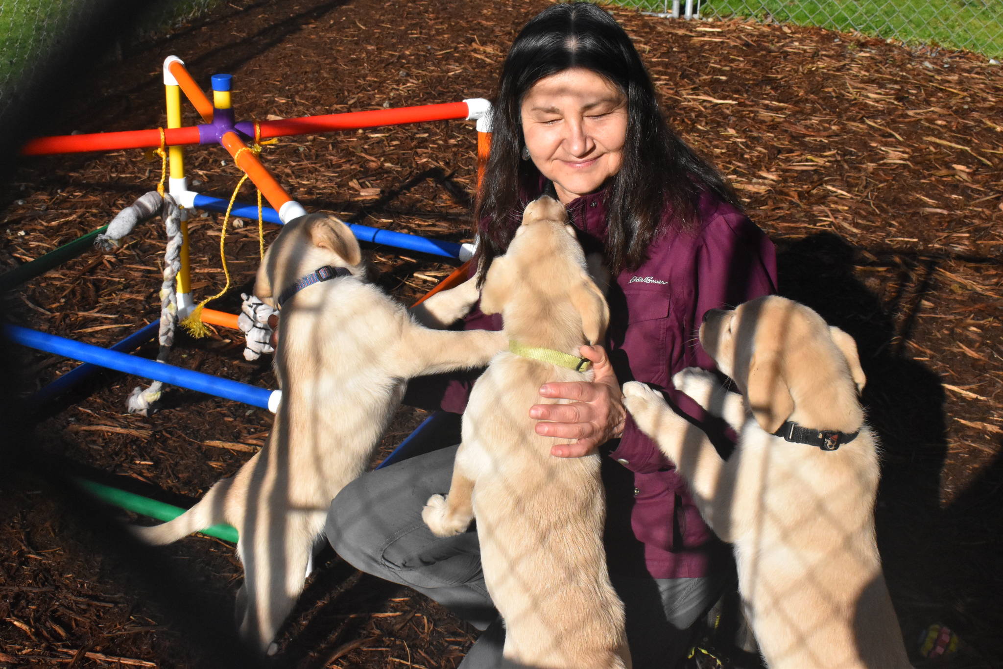 Summit Assistance Dogs breeds and trains dogs to become mobility service dogs. Each litter is named with a specific letter — the most recent litter includes Nelson, Nugget, Neela and Nali. Three of the puppies are seen here with founder Sue Meinzinger. Photo by Emily Gilbert/Whidbey News-Times