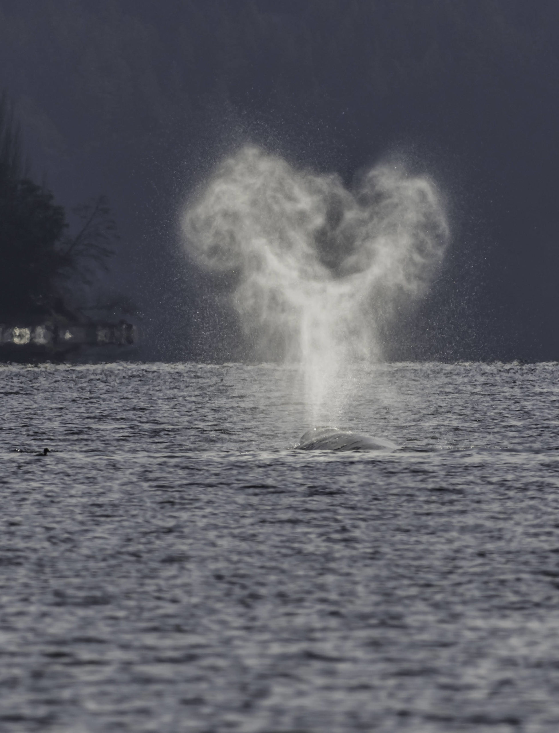 Photo by Bob VonDrachek
One photographer spotted a gray whale the morning of March 8 from the public parking lot at Hidden Beach in Greenbank.