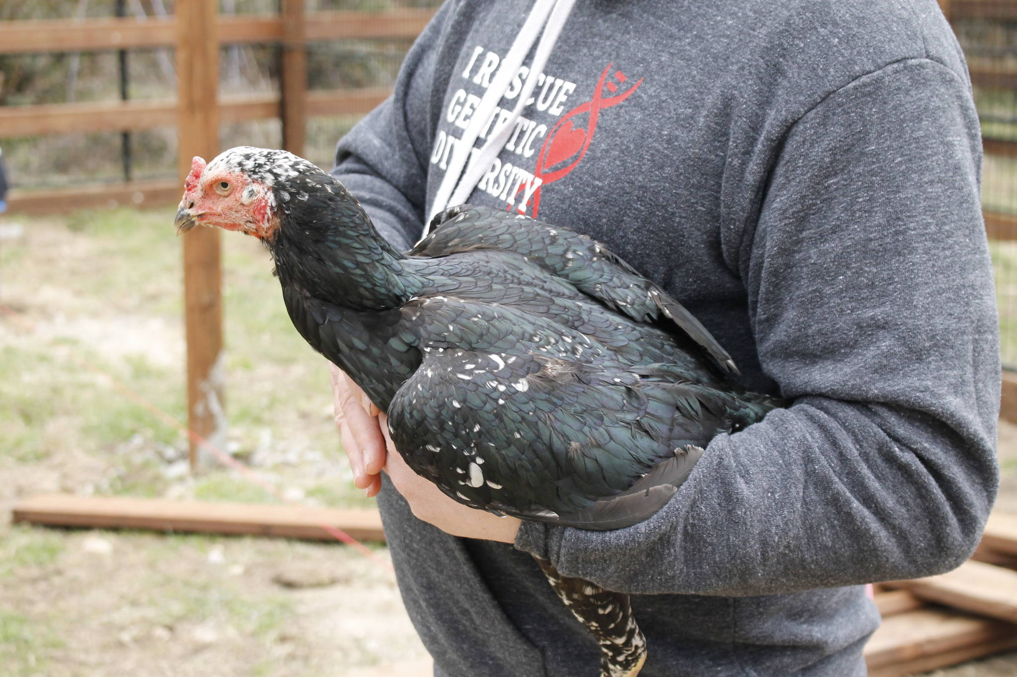 A Shamo hen named Baby Girl also lives at the farm. Photo by Kira Erickson/Whidbey News Group