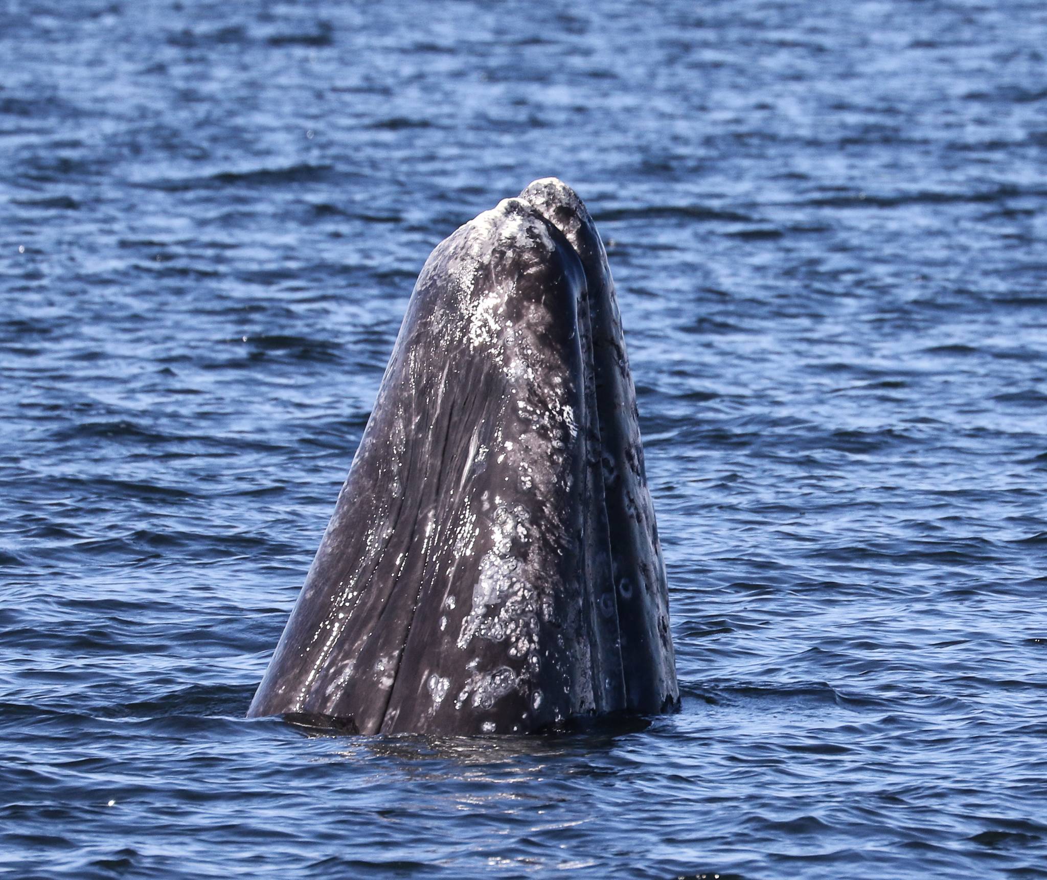 A gray whale rises from the water in Saratoga Passage. Photo by Jill Hein