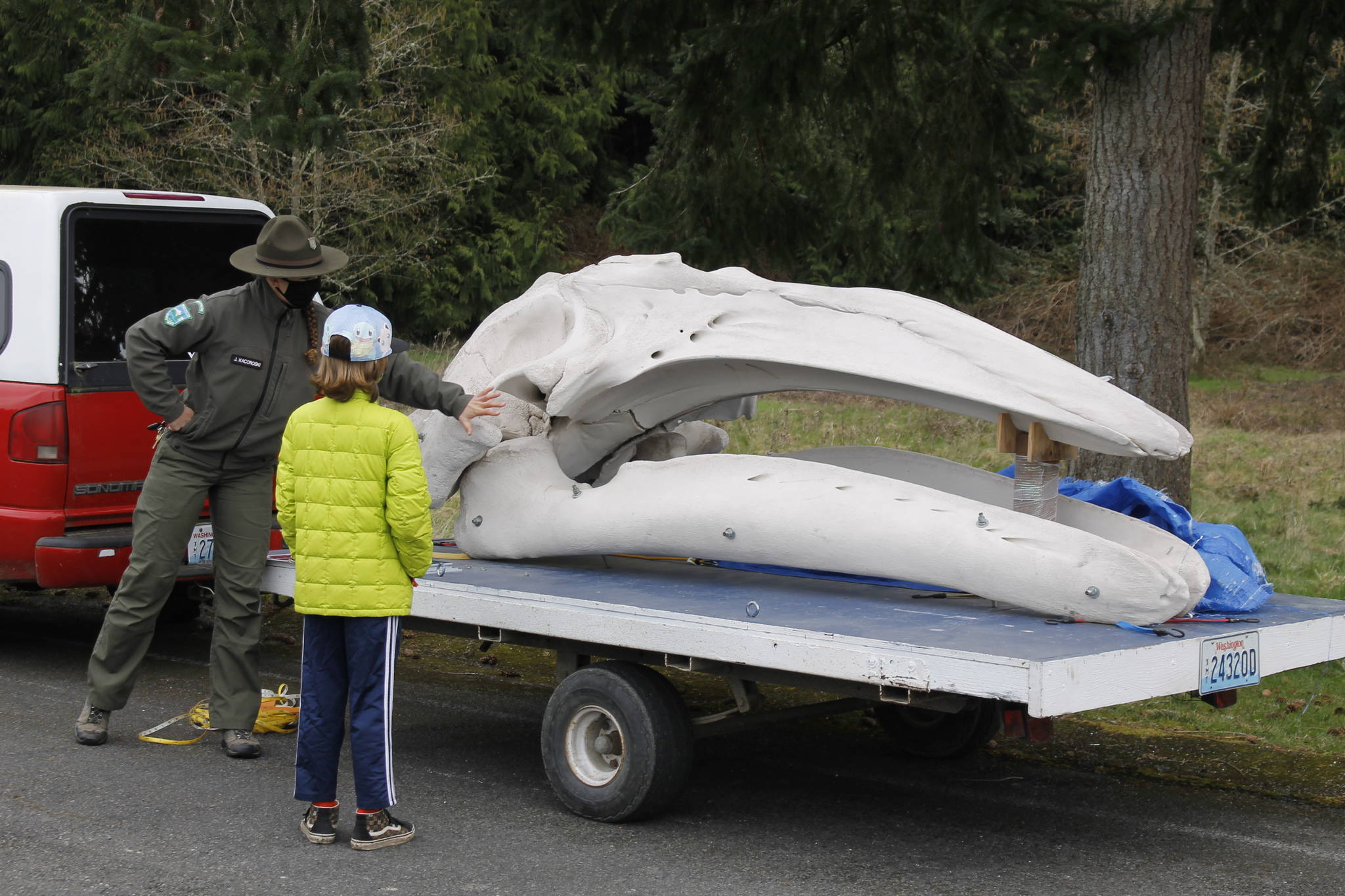 Photo by Kira Erickson/South Whidbey Record
Third grader Laszlo McDowell gets up close and personal with a gray whale skull.