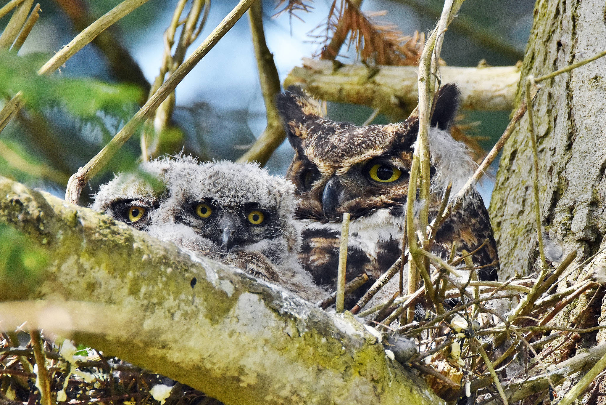 Photo by Cara Hefflinger
After Coupeville resident Geri Nelson saw these two Great Horned owlets and their mother, she posted to social media to see if there was any local photography interest. Cara Hefflinger came to the tree, camera in hand.