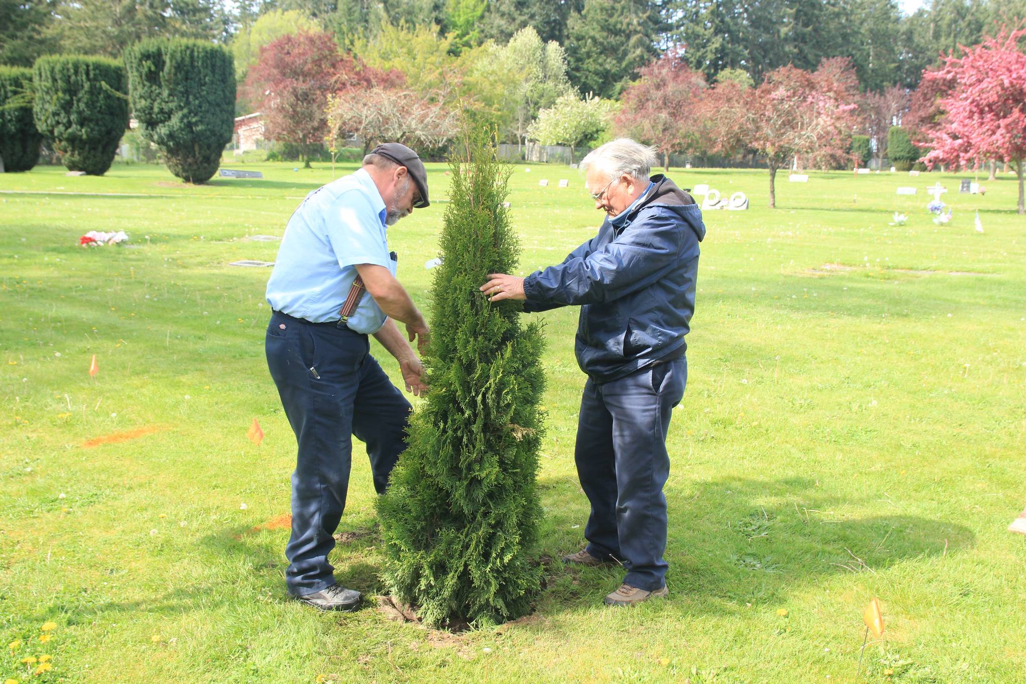 Maple Leaf Cemetery groundskeeper William West, at left, and caretaker Michael Dougliss plant the first tree that is part of a new remembrance project. (Photo provided)