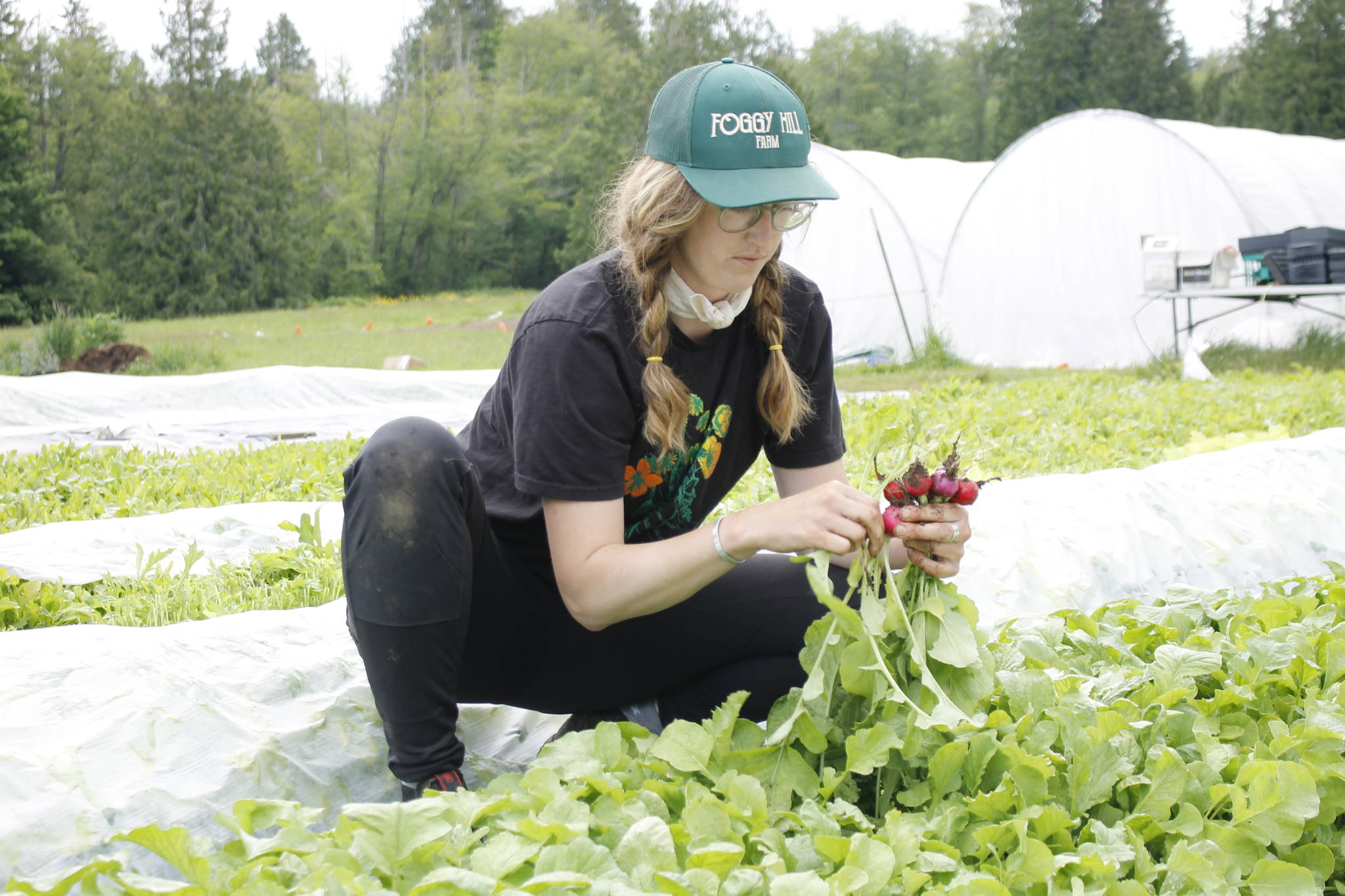 Photo by Kira Erickson/Whidbey News-Times
Farmer Alanah Lawrason of Foggy Hill Farm plucks a handful of radishes from one of her fields.