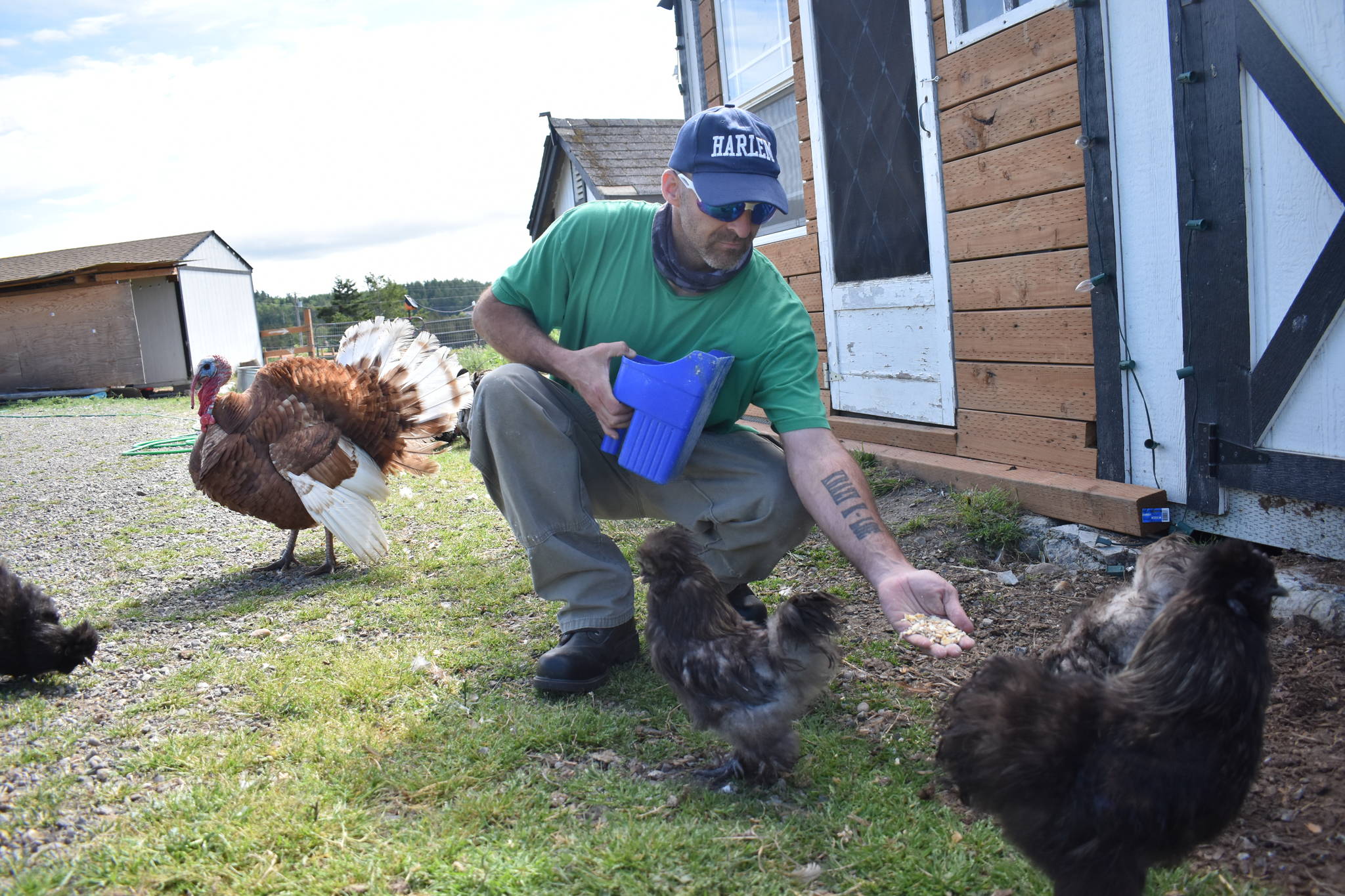Charlie Kimmel feeds Silkie rooster Beatbox and some of his feathered friends. (Photos by Emily Gilbert/Whidbey News-Times)