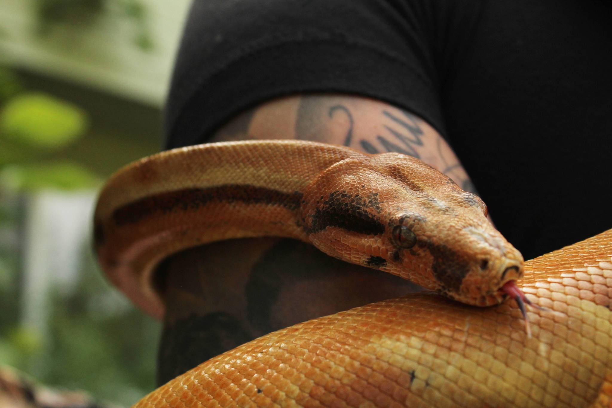 Spot the boa constrictor wraps around owner Amanda Ferrara’s arm. (Photo by Karina Andrew/Whidbey News-Times)