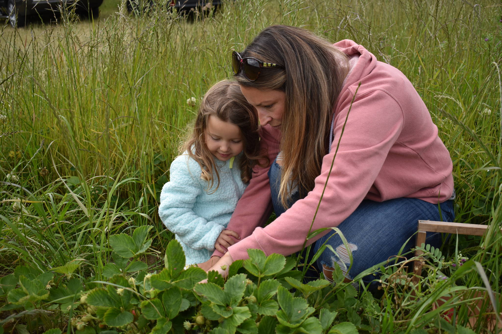 Photo by Emily Gilbert/Whidbey News-Times
Vera Easton, 4, with mother Maggie on the first day of U-pick strawberries at Bell's Farm near Coupeville.