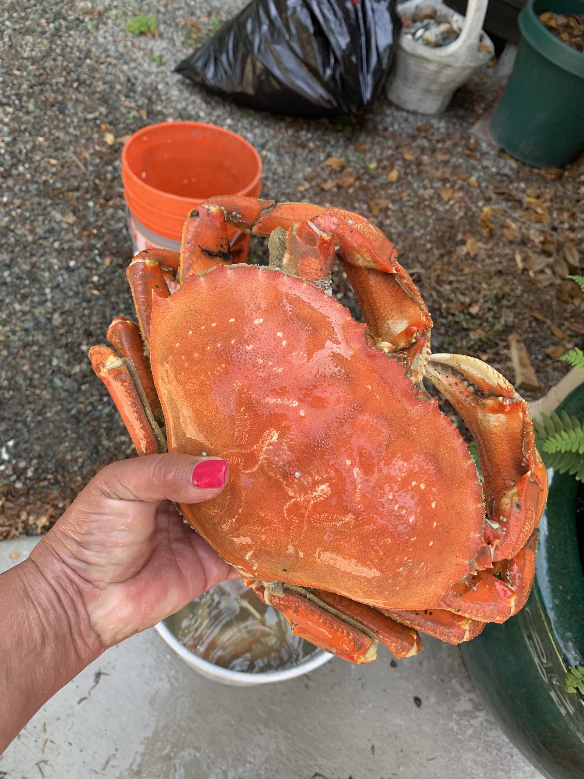 Photo courtesy Americas Boating Club of Deception Pass
A bright red, cooked Dungeness crab should be a welcome site to experienced crabbers. The recreational crabbing season opens July 1.