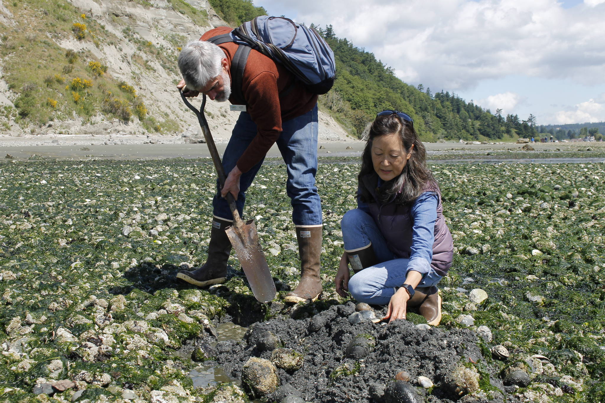 Photo by Kira Erickson
Digging 4 Dinner instructors Leigh Bloom and Michele Sakaguchi search for clams during low tide at Double Bluff Beach.