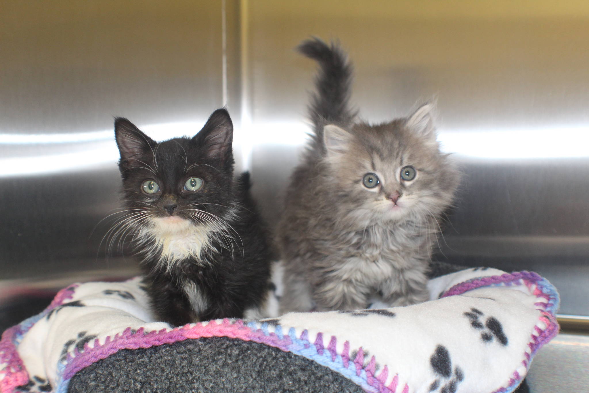 WAIF is raising these kittens until theyre old enough to be adopted. WAIF always microchips, vaccinates and spays or neuters cats before sending them to their new homes. (Photo by Karina Andrew/Whidbey News-Times)