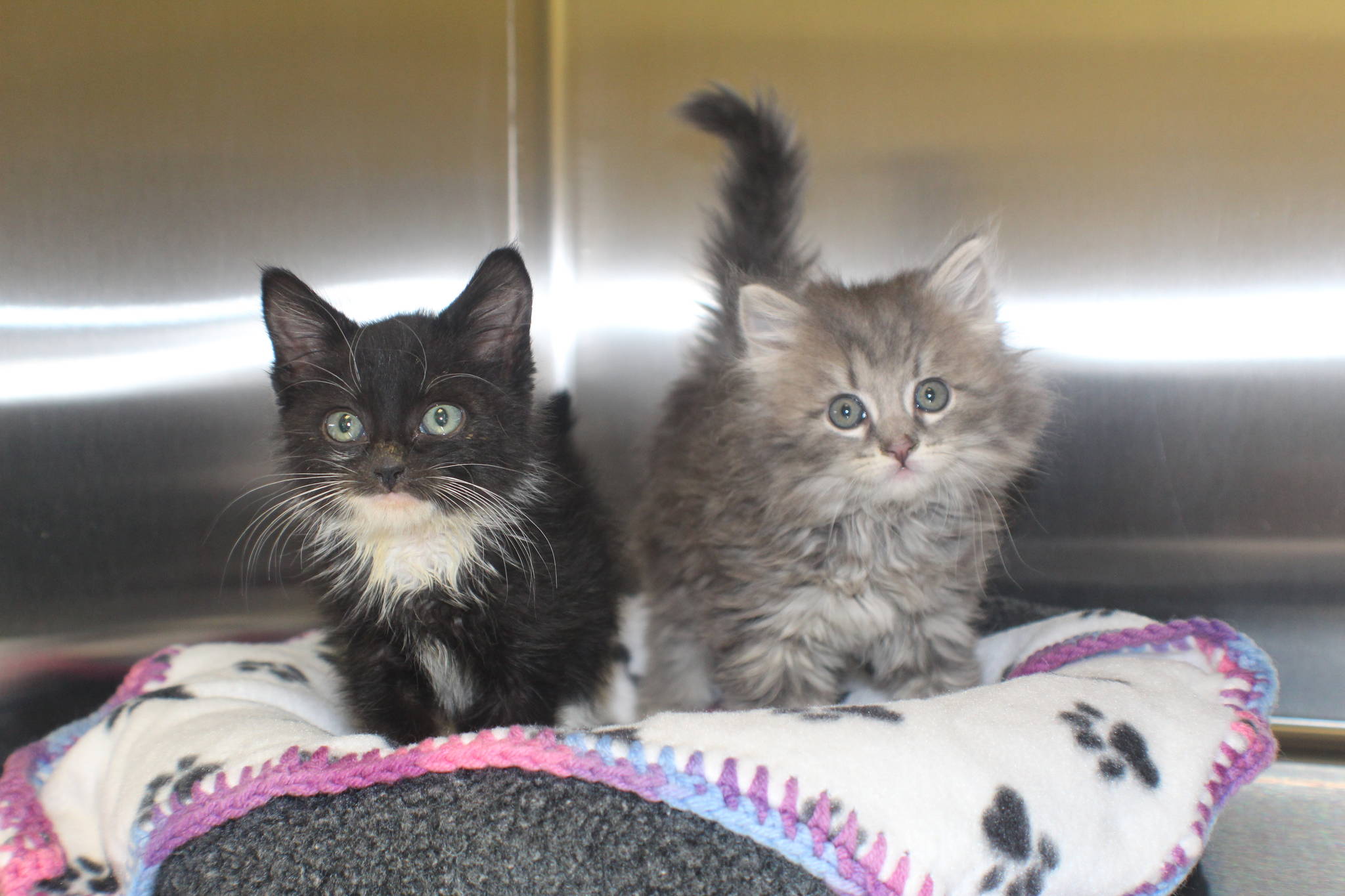 WAIF is raising these kittens until they’re old enough to be adopted. WAIF always microchips, vaccinates and spays or neuters cats before sending them to their new homes. (Photo by Karina Andrew/Whidbey News-Times)