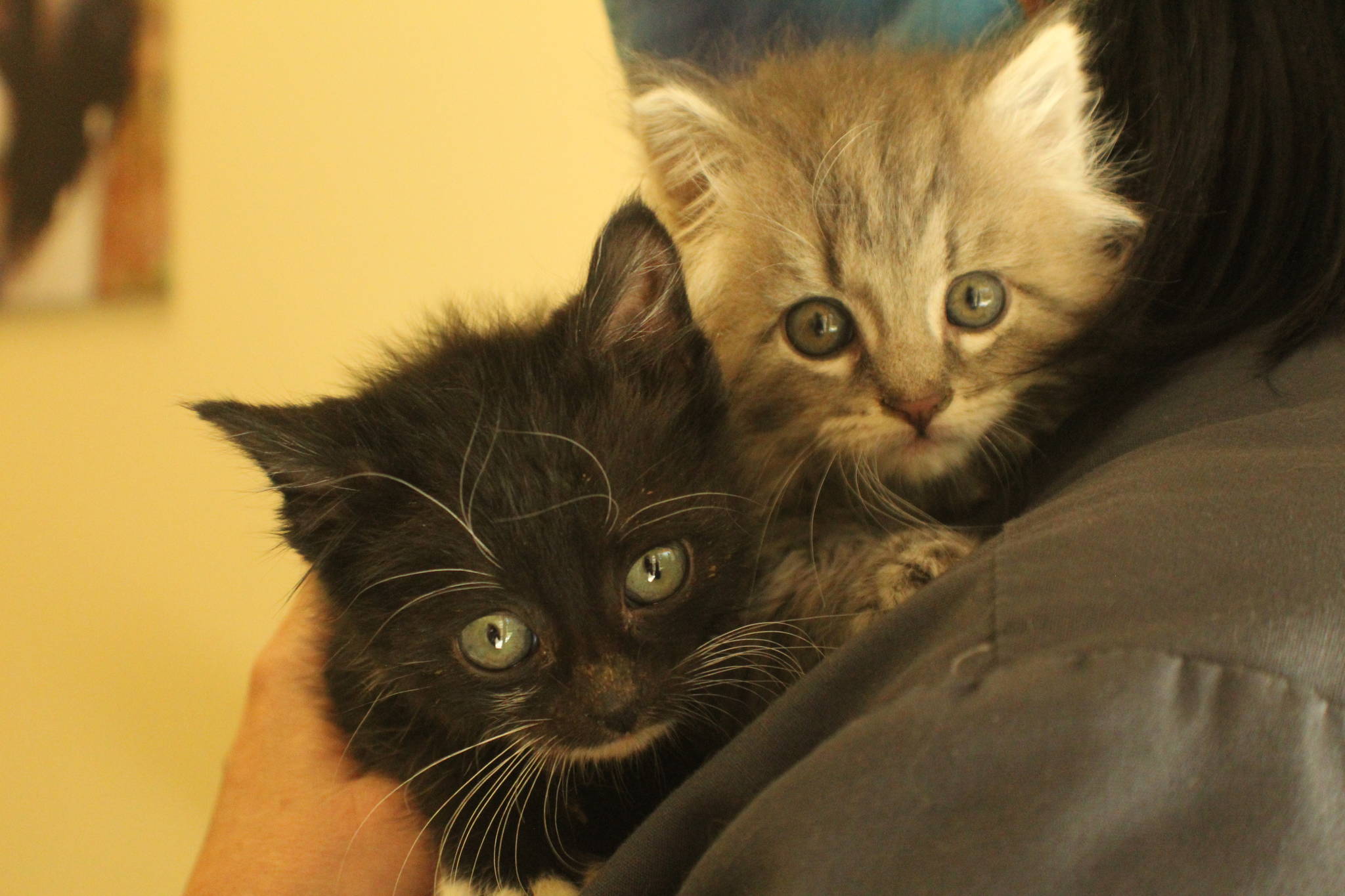 WAIF is raising these kittens until they're old enough to be adopted. WAIF always microchips, vaccinates and spays or neuters cats before sending them to their new homes. (Photo by Karina Andrew/Whidbey News-Times)