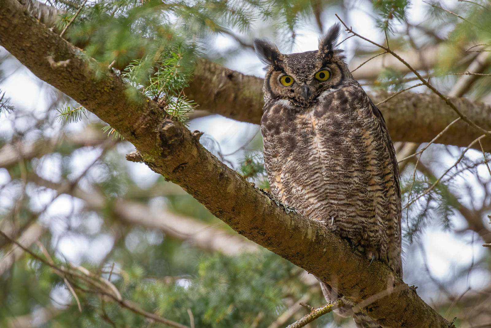 Great Horned Owl (Photo by Jann Ledbetter)