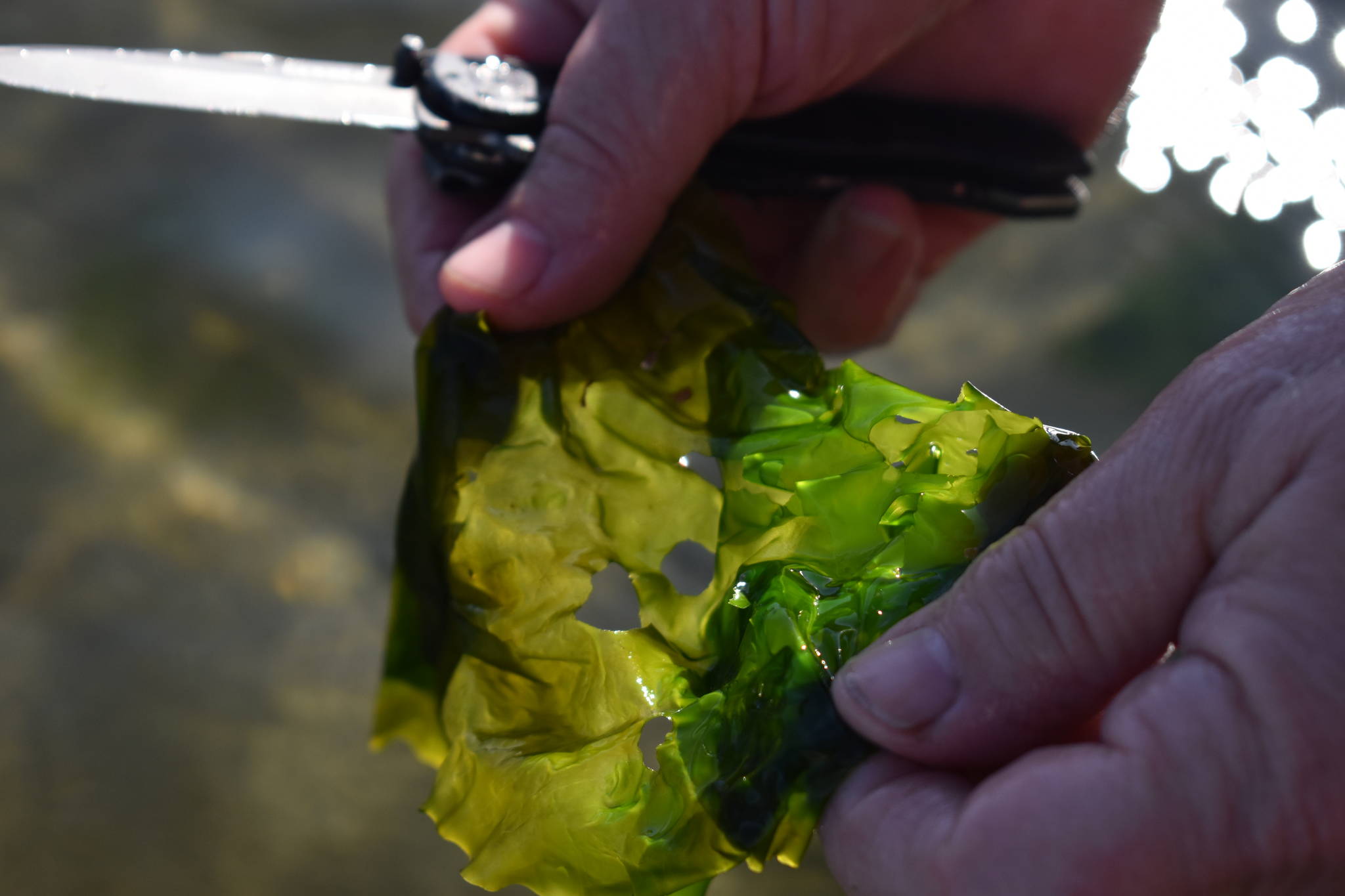 Karen Achabal cuts a piece of sea lettuce. Harvesters must cut seaweed during harvest and not pull or rip it off the rocks, according to state Department of Fish and Wildlife rules.