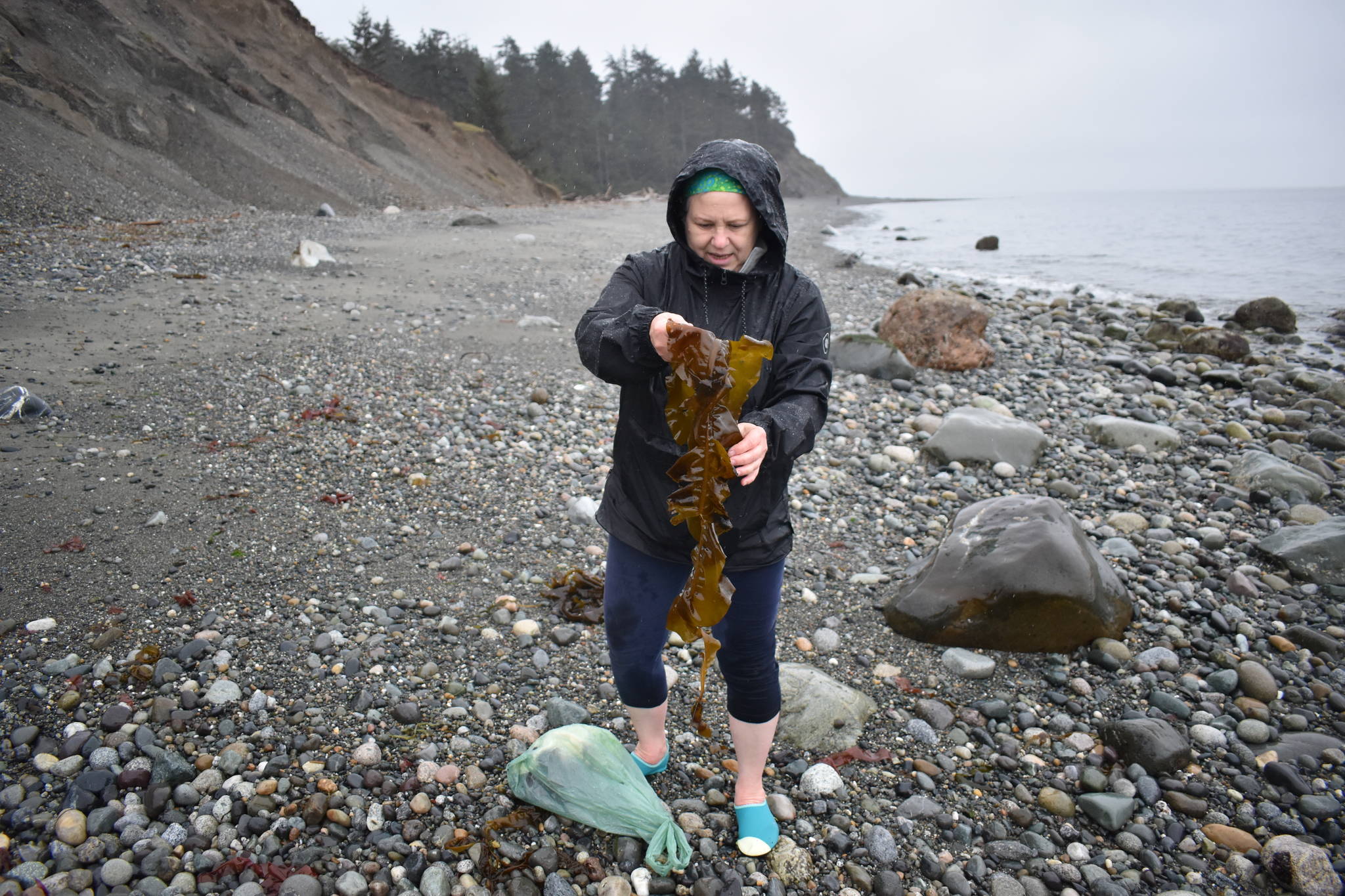 Photos by Emily Gilbert/Whidbey News-Times
Karen Achabal holds up a piece of kelp at Fort Ebey State Park on April 24. Seaweed harvesting at state parks is limited to April 15-May 15, although seaweed can be harvested from non-state park land at other times during the year.