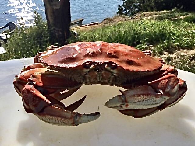 Photo by Jackie Gilbert
A cooked Dungeness crab can be so hard to come by these days that some people think their pots are being pinched. In reality, their pots are likely lost or the crab escaped unscathed.