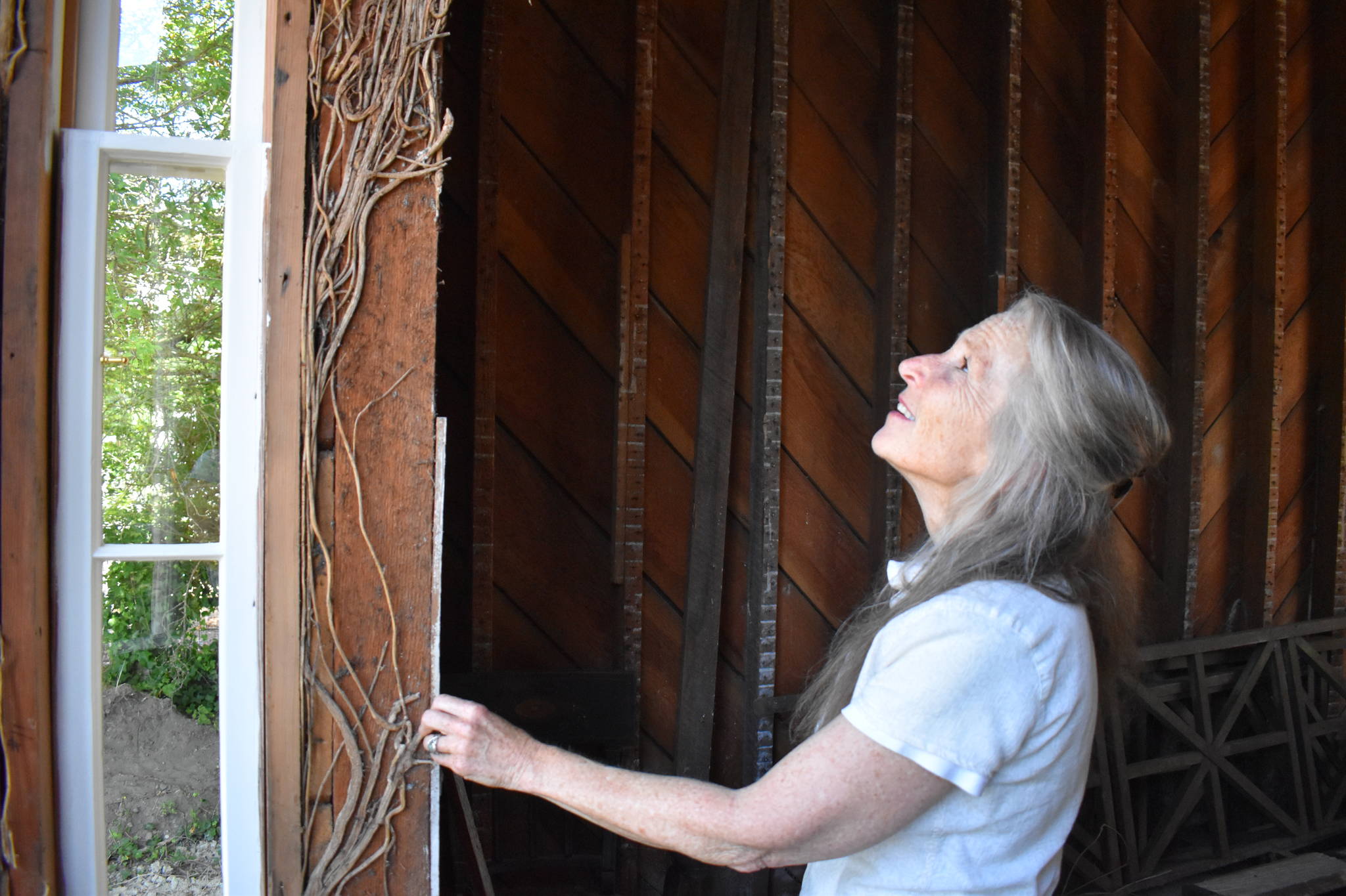 Photo by Emily Gilbert/Whidbey News-Times
Historic Whidbey Executive Director Lynn Hyde looks up at the stubborn vine that snakes up the inside of what was once a formal parlor inside Haller House in Coupeville.