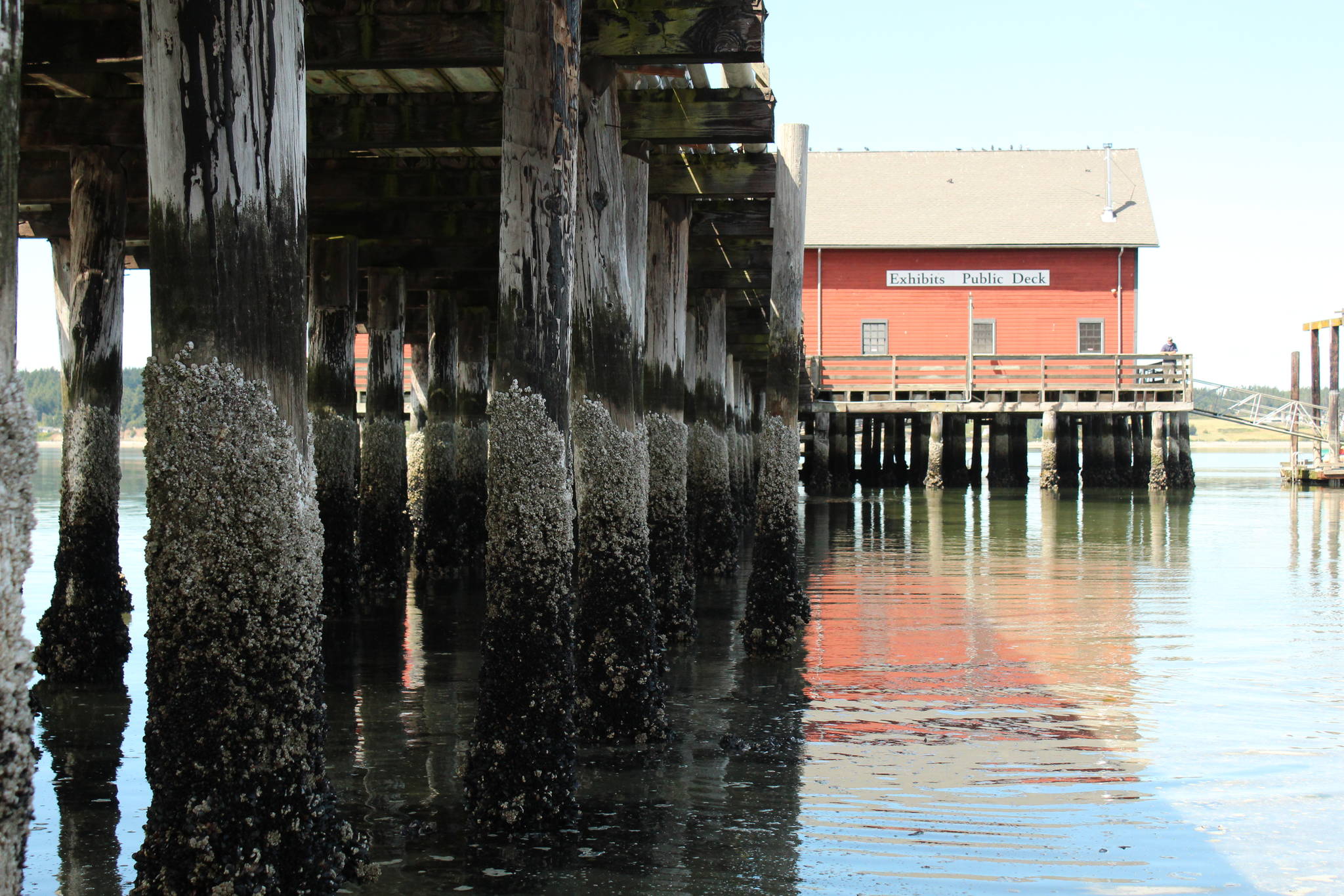 Many of the 284 piles supporting the Coupeville wharf are rotting away and need to be replaced or reinforced. (Photo by Karina Andrew/Whidbey News-Times)