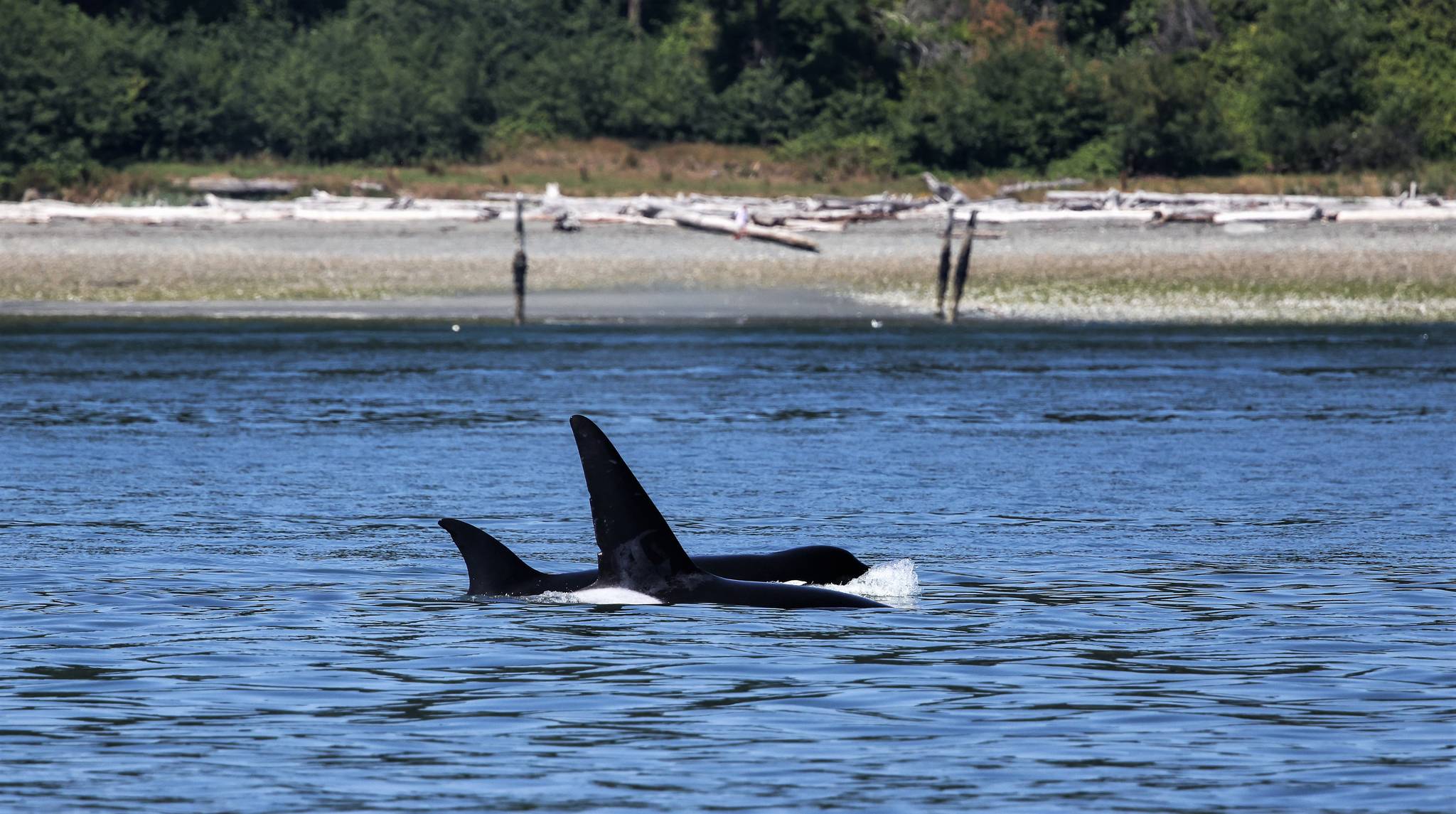 Orcas make a splash in front of Possession Sound Preserve only a few days after the South Whidbey preserve opened this summer. (Photo by Jill Hein)
