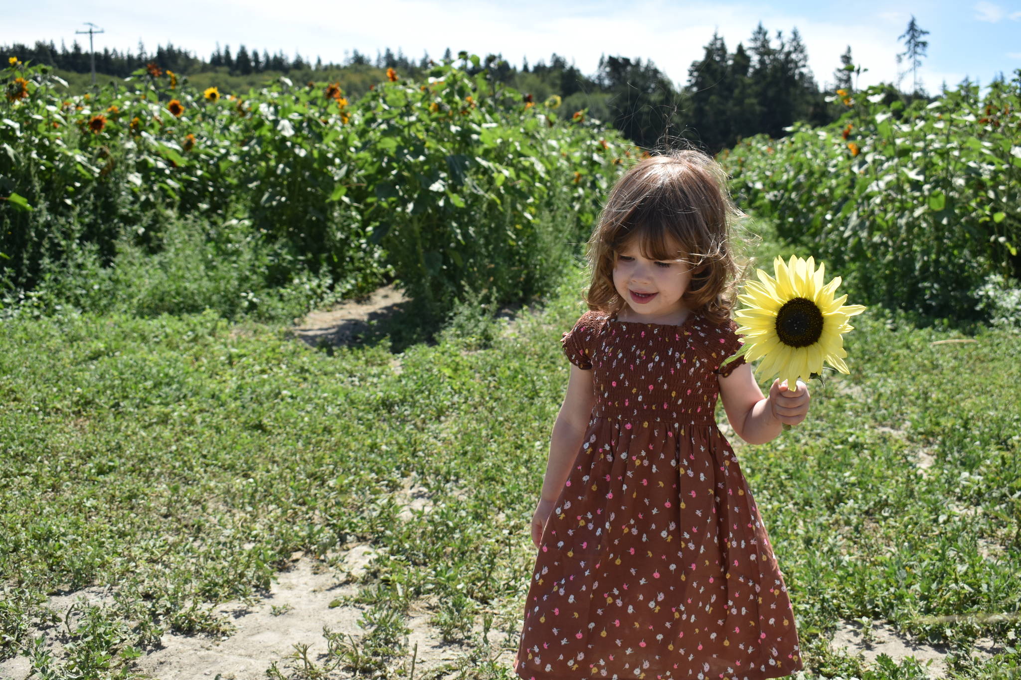 Photo by Emily Gilbert/Whidbey News-Times
Three-year-old Delilah Hunziker found a butter yellow sunflower at K & R Farms on North Whidbey.