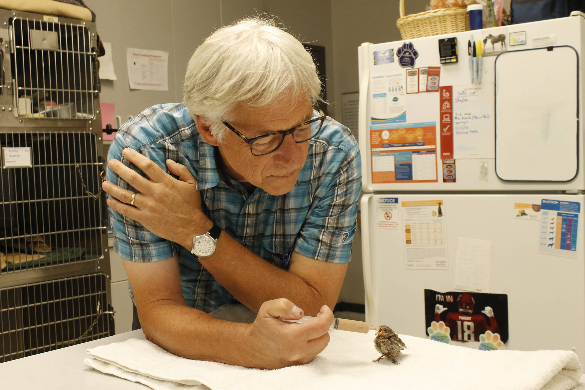Photo by Kira Erickson/South Whidbey Record
Veterinarian David Parent feeds Jeffrey the house finch, who is receiving care after falling out of the nest. Parent, who is known for treating Whidbey wildlife, is set to retire Aug. 31 after a 31-year career at Useless Bay Animal Clinic.