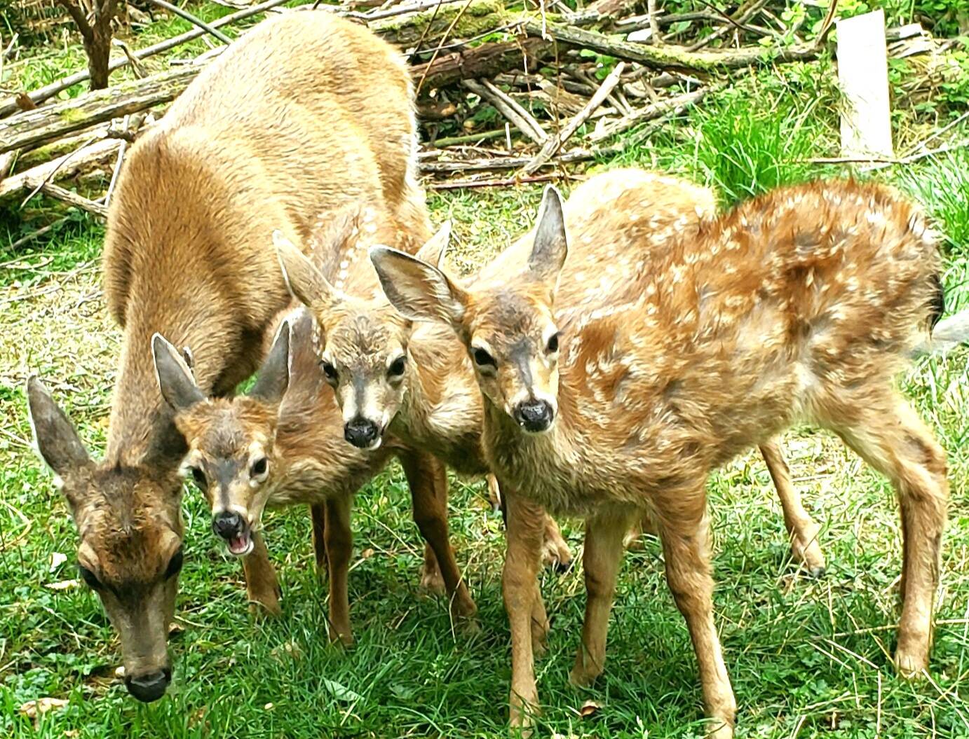 Photo provided by Diane Jhueck
Whidbey residents have been reporting a higher number of deer deaths this summer than usual to the state Department of Fish and Wildlife. A biologist for the department said there could be many possible causes of death, including a virus.
