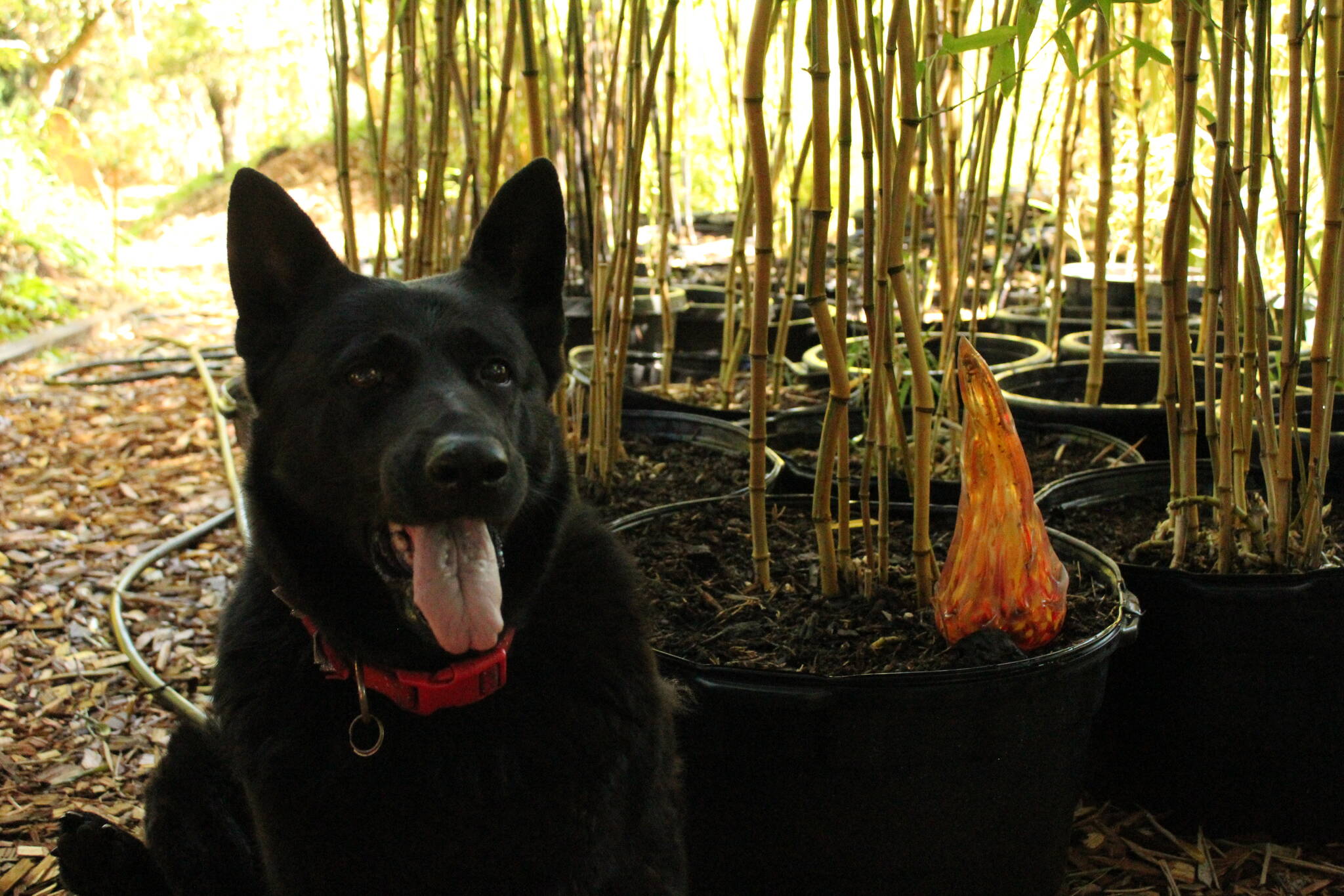 Maddie, JT Hilton’s and Meagan Welsh’s dog, is Mutiny Bay Bamboo Co.’s unofficial mascot.