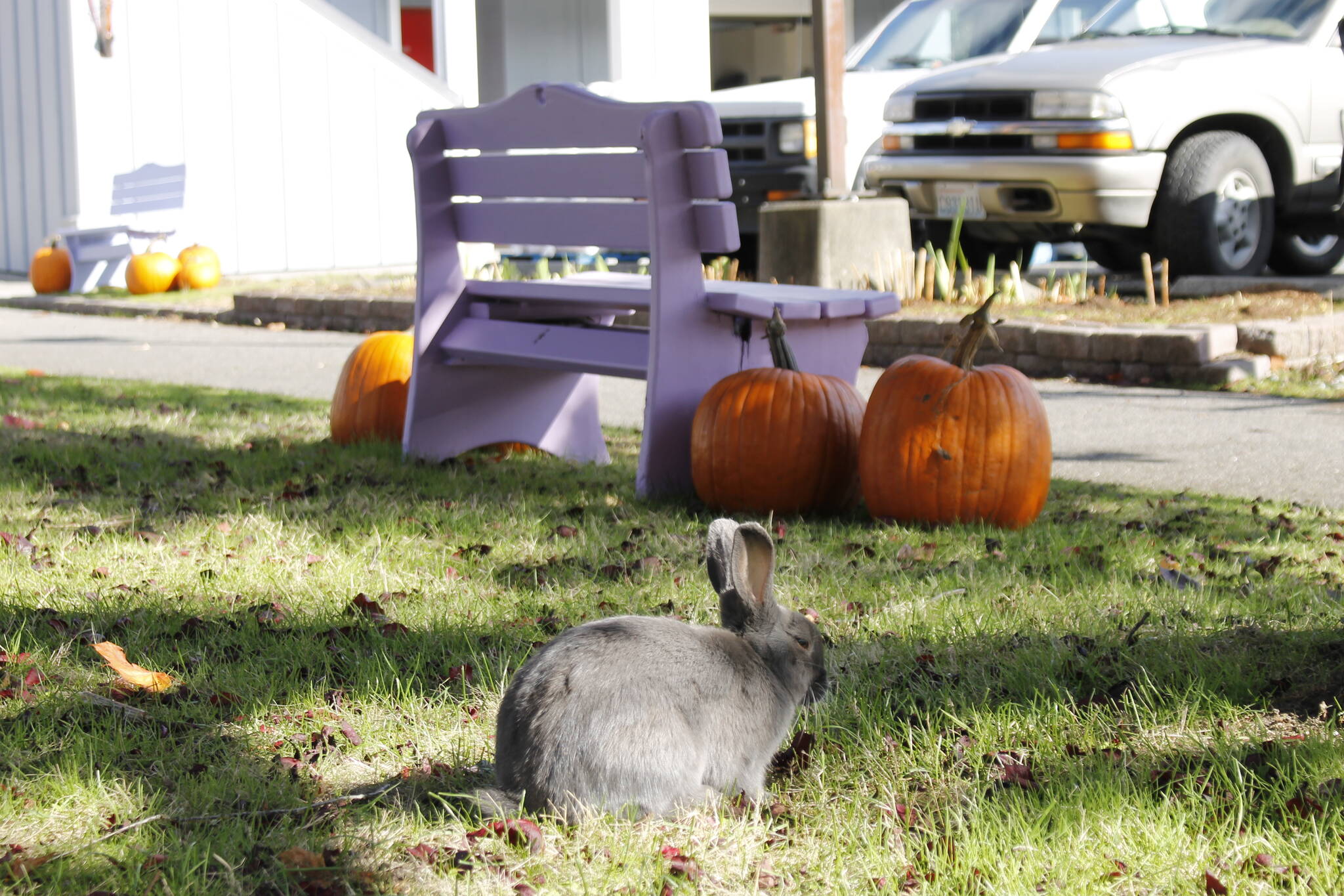Photo by Kira Erickson/South Whidbey Record
A Langley rabbit munches on some fallen leaves near a bunch of pumpkins.
