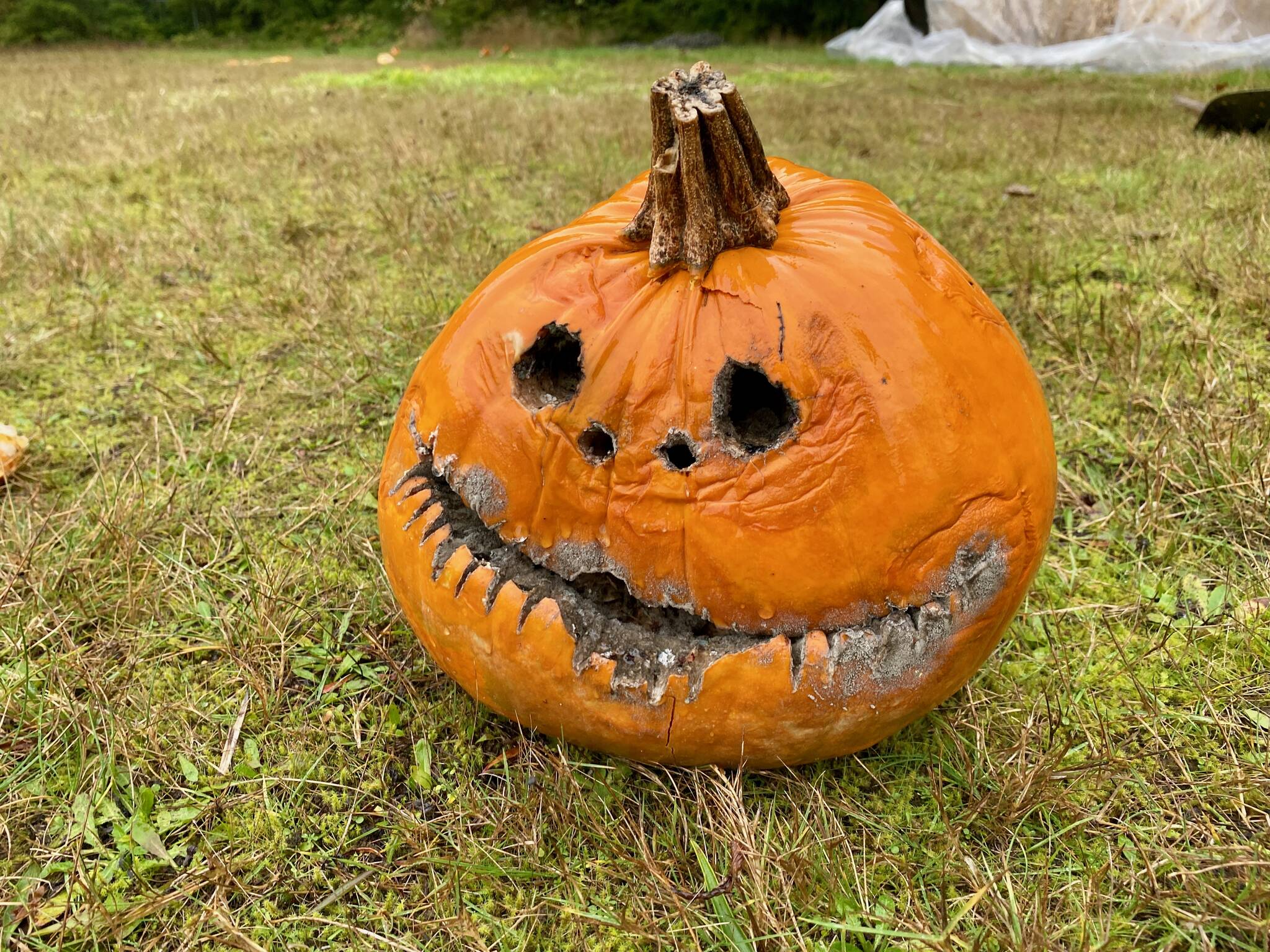 Photo provided
South Whidbey School Farms is looking for old Halloween pumpkins — such as this Jack-o’-Lantern — to be used as part of classes for students about decomposing pumpkins and life cycles.
