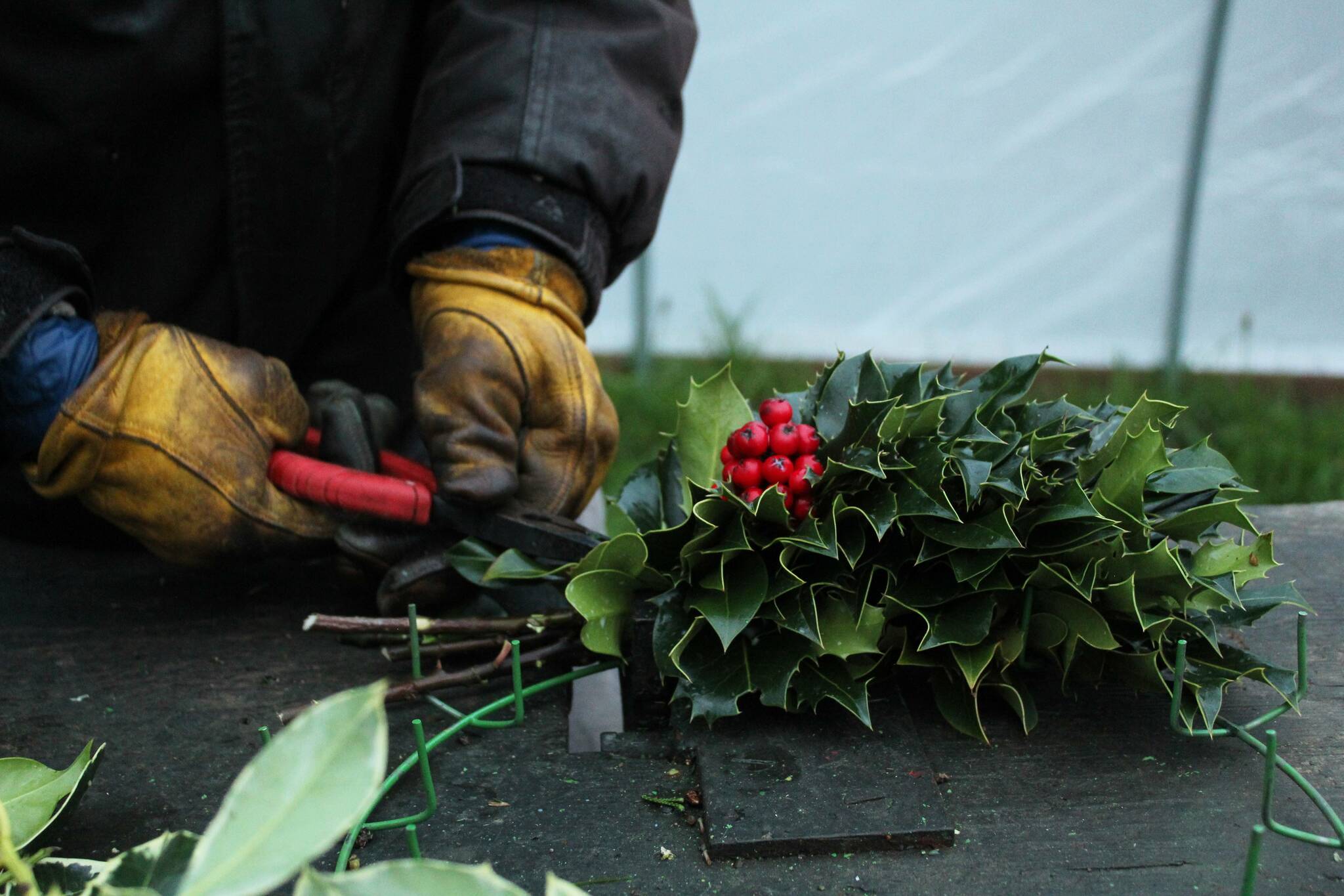 A holly jolly Christmas tree farm Whidbey NewsTimes