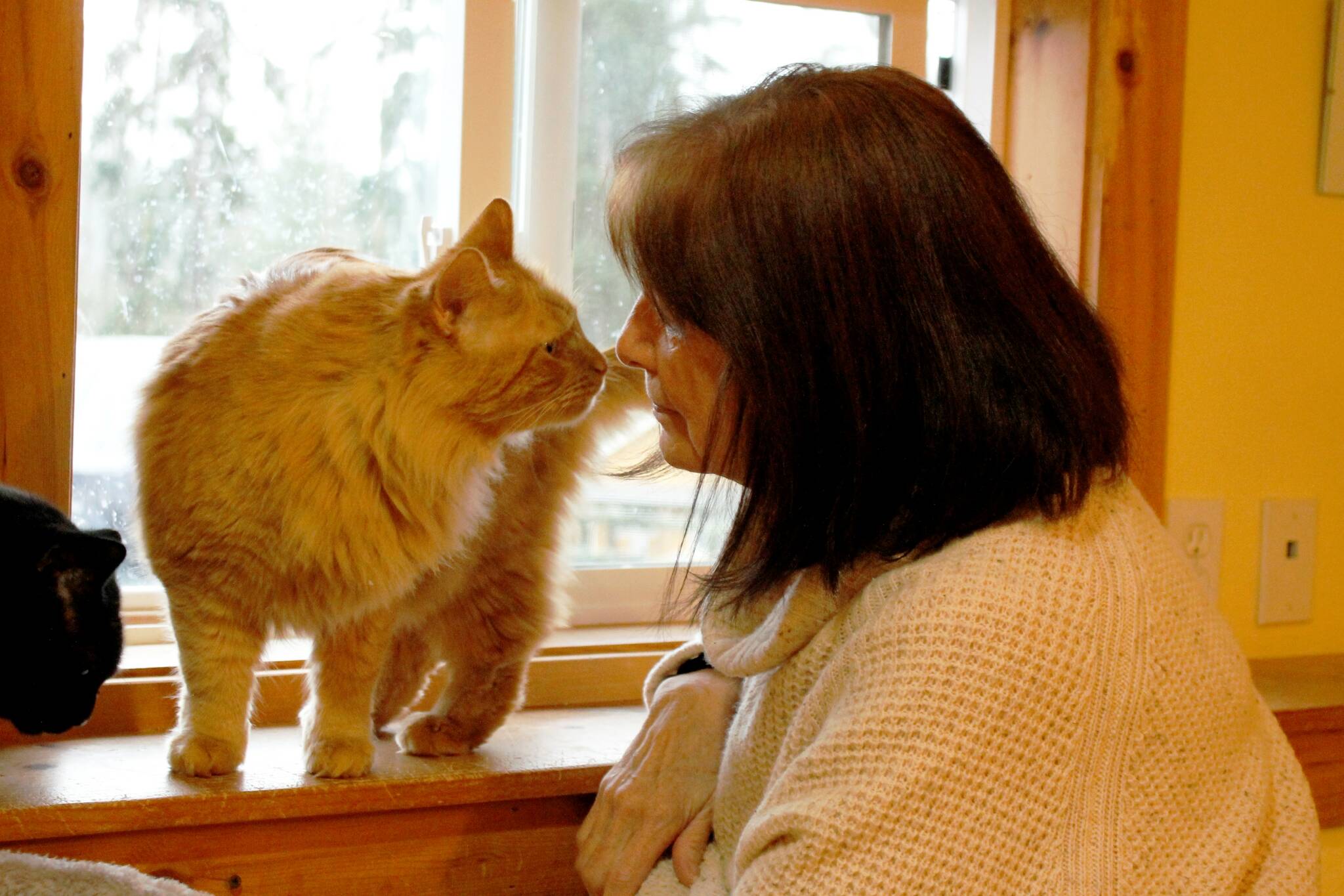 Photos by Kira Erickson/Whidbey News Group
Pet communicator Maureen Belle shares a kiss with Mango, a cat currently residing at the WAIF Cat Cottage who is looking for a home. Below, Beerus, Mango’s brother, is a normally shy kitty who usually stays hidden around visitors. He greeted Belle during a recent visit and seemed at ease with her.