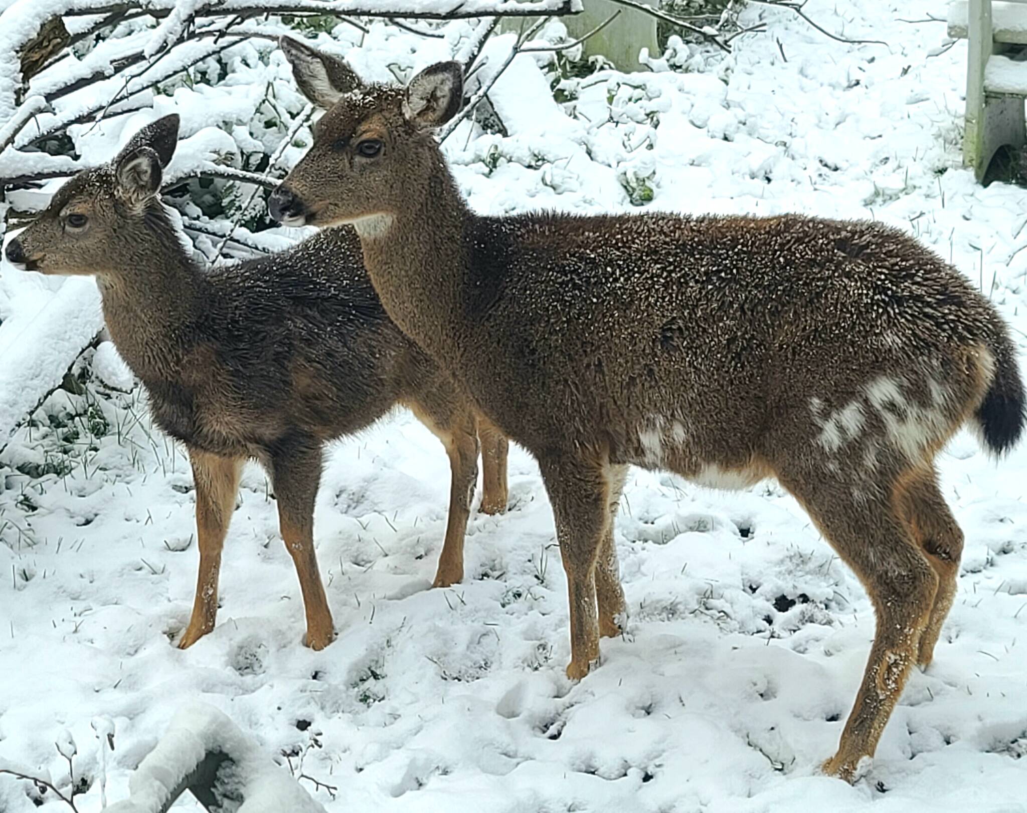 Photo by Diane Jhueck
A pair of black-tailed deer ventures through the falling snow Sunday on South Whidbey.