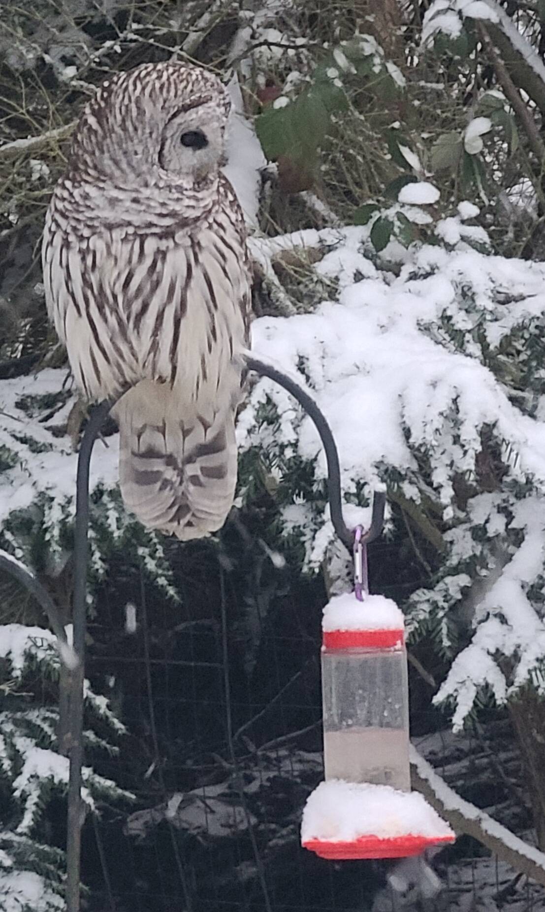 Photo by Diane Jhueck
A barred owl visits the backyard of South Whidbey resident Diane Jhueck Sunday during the snowstorm.