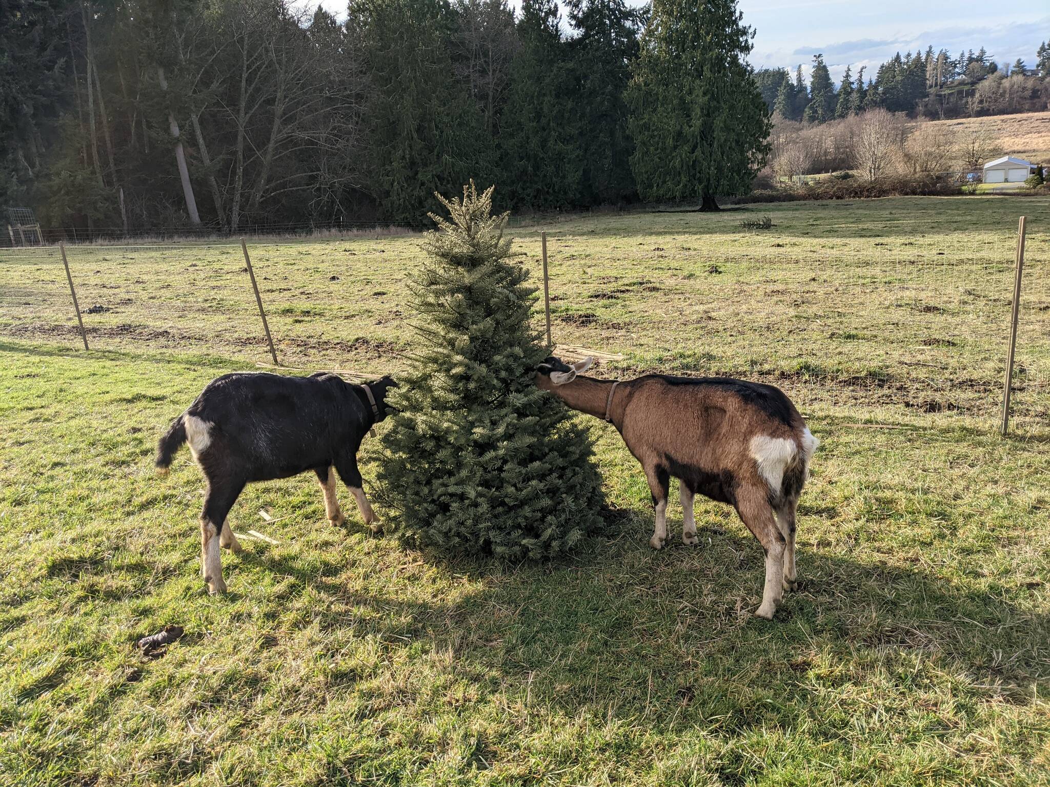 Goats want your Christmas trees Whidbey NewsTimes
