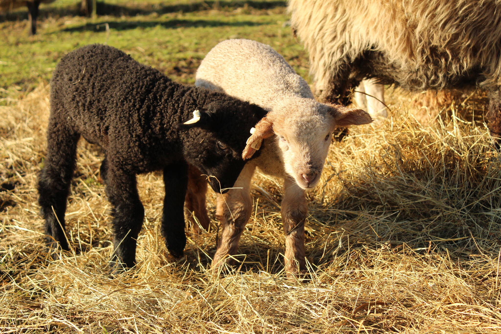Photo by Karina Andrew/Whidbey News-Times
This season’s lambs all have drink-themed names.